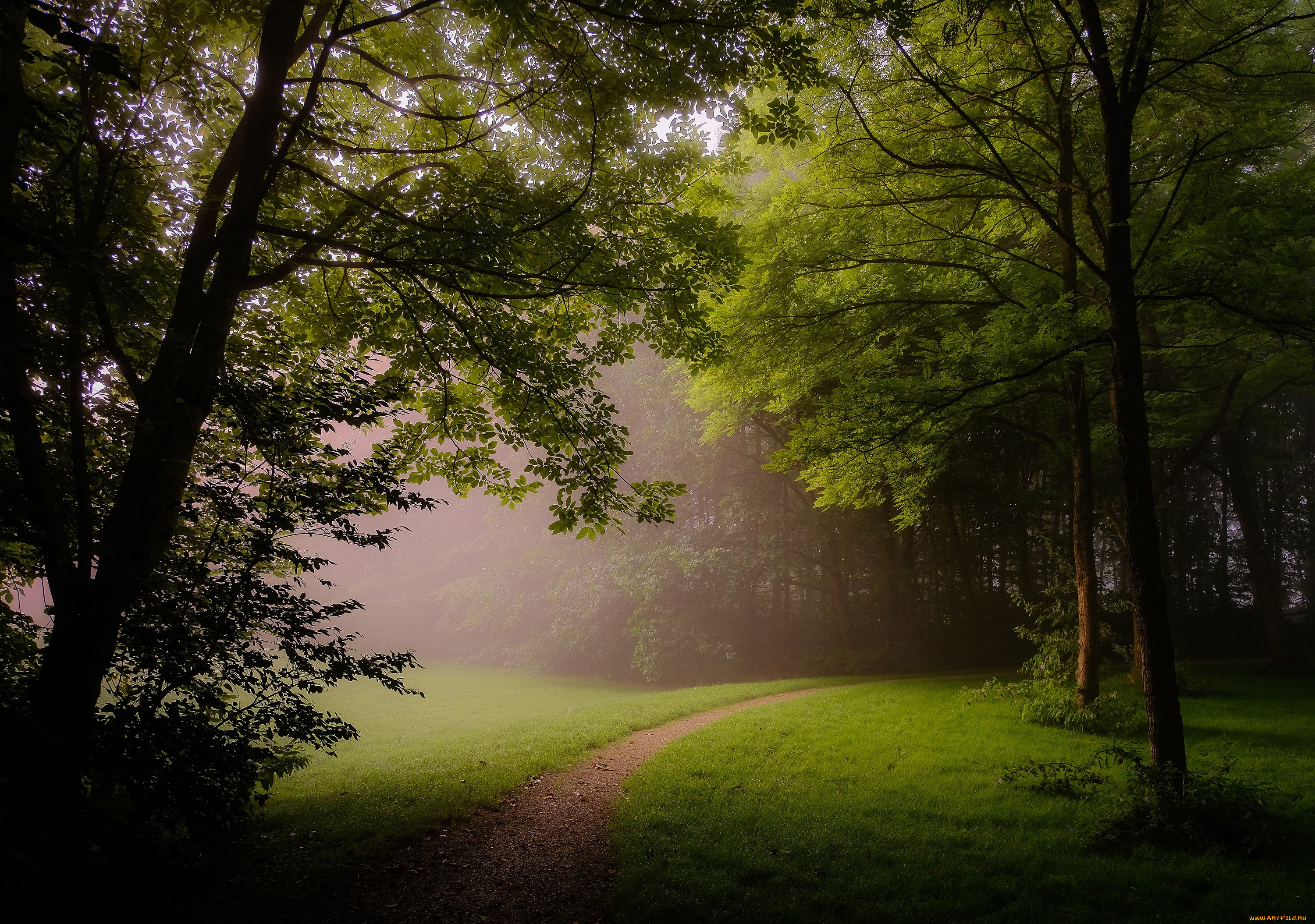 природа, лес, деревья, парк, поляна