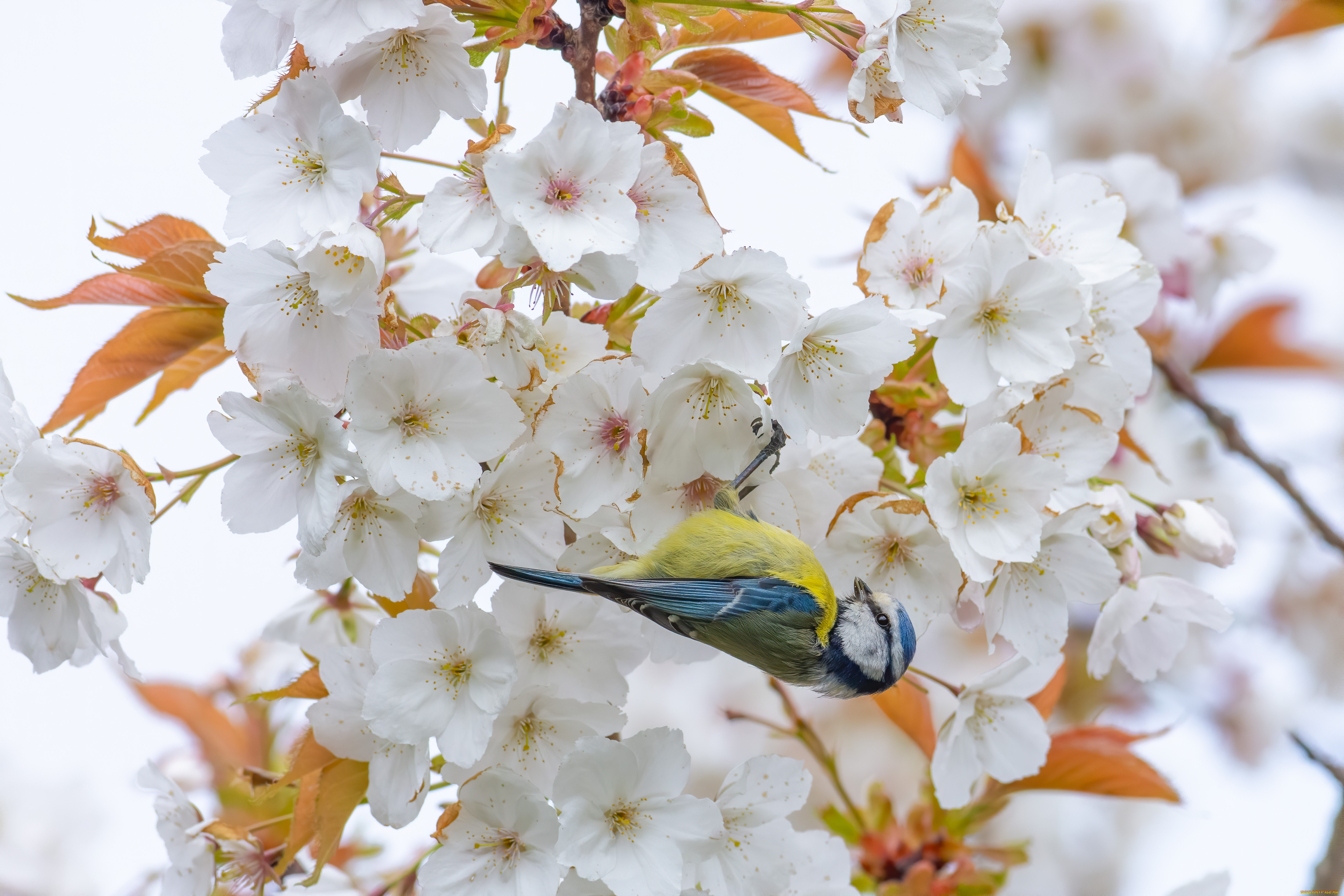 животные, синицы, , лазоревки, птица