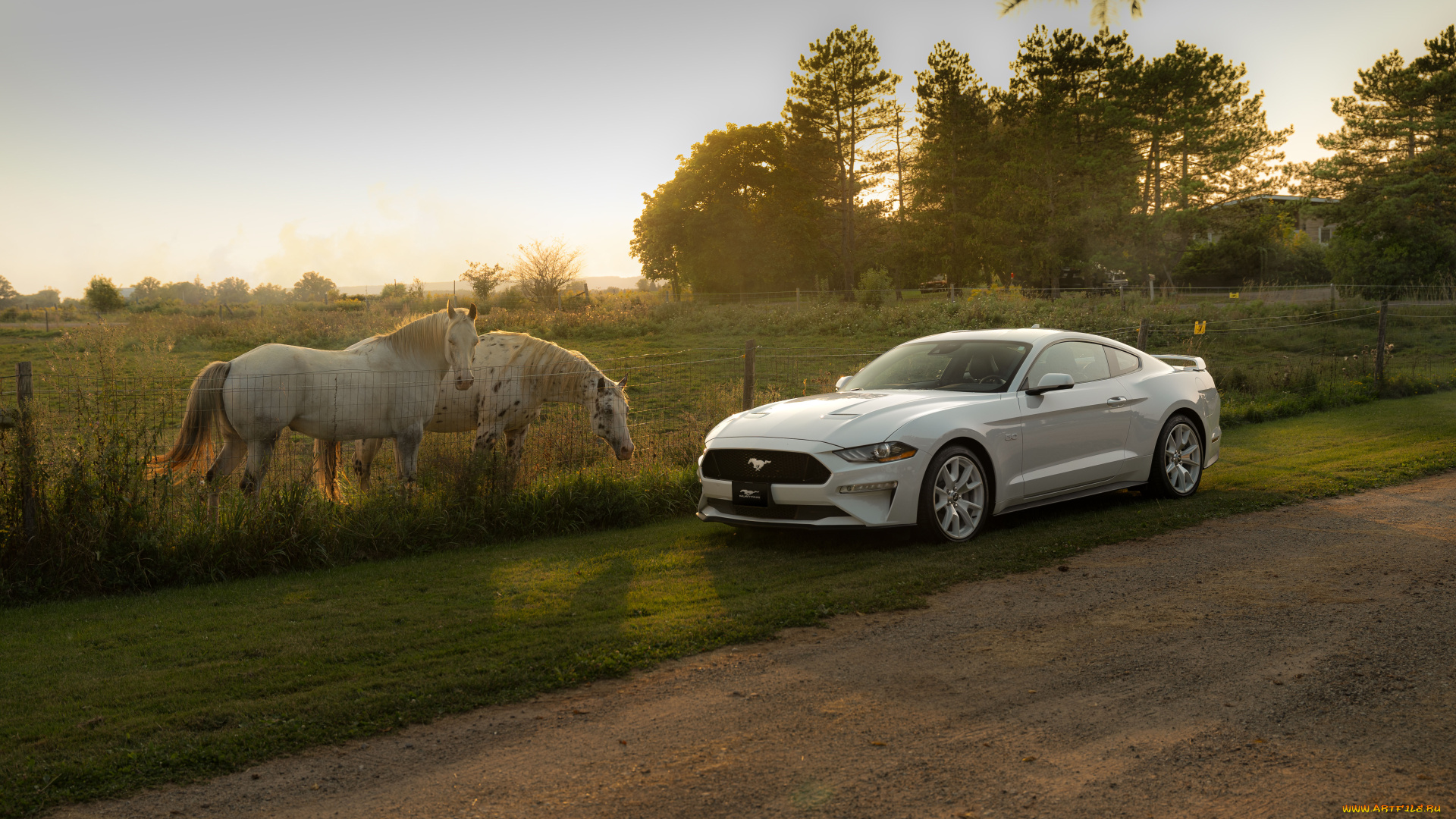 автомобили, mustang