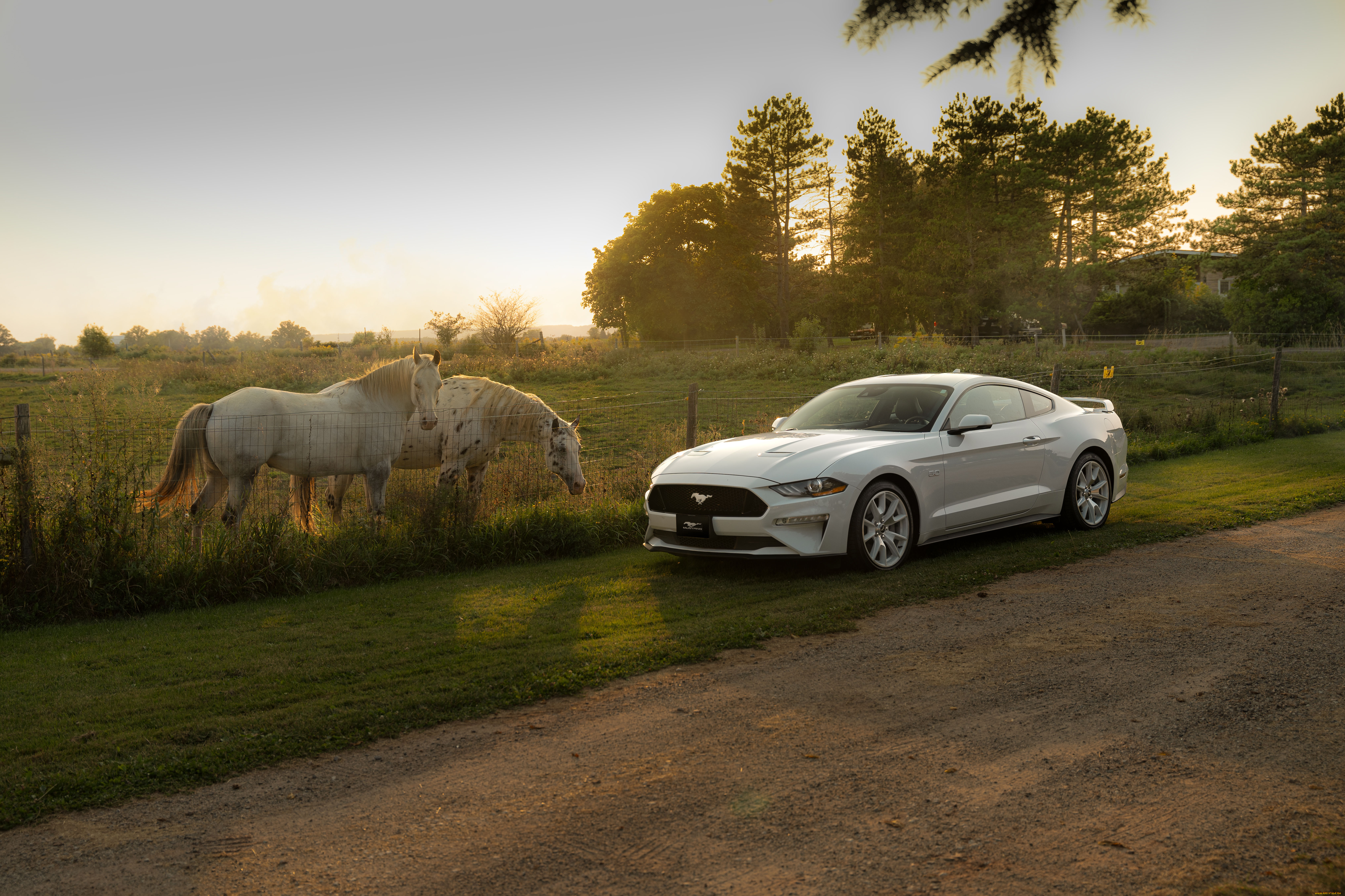 автомобили, mustang