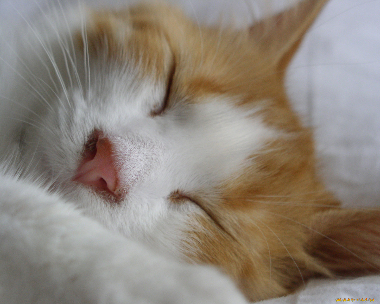 животные, коты