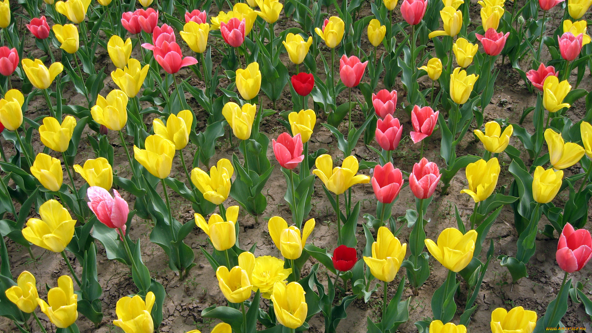 цветы, тюльпаны