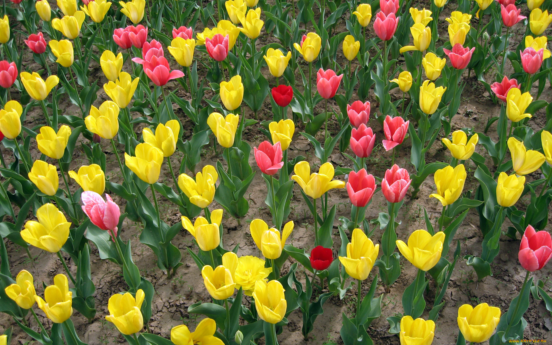 цветы, тюльпаны