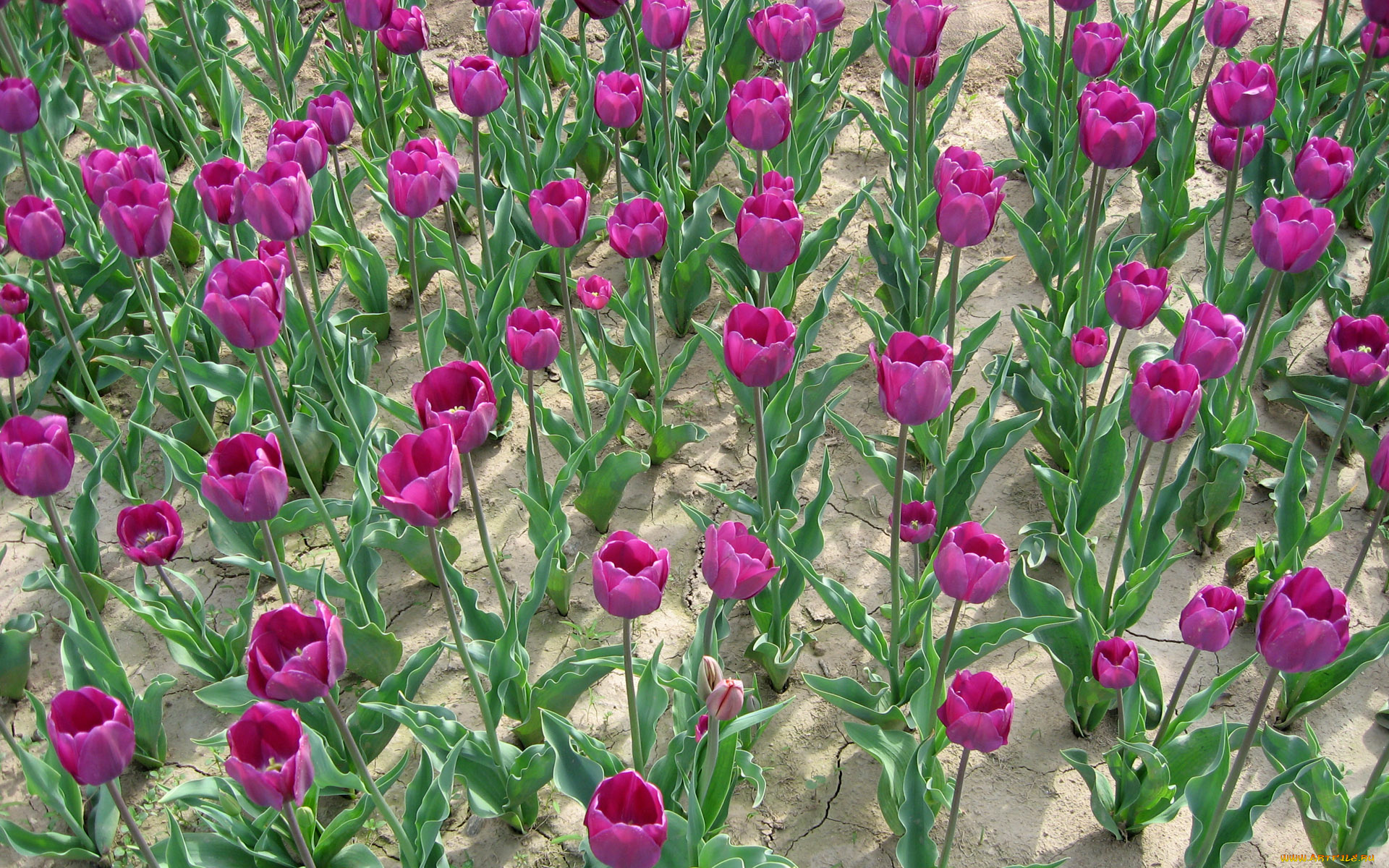 цветы, тюльпаны