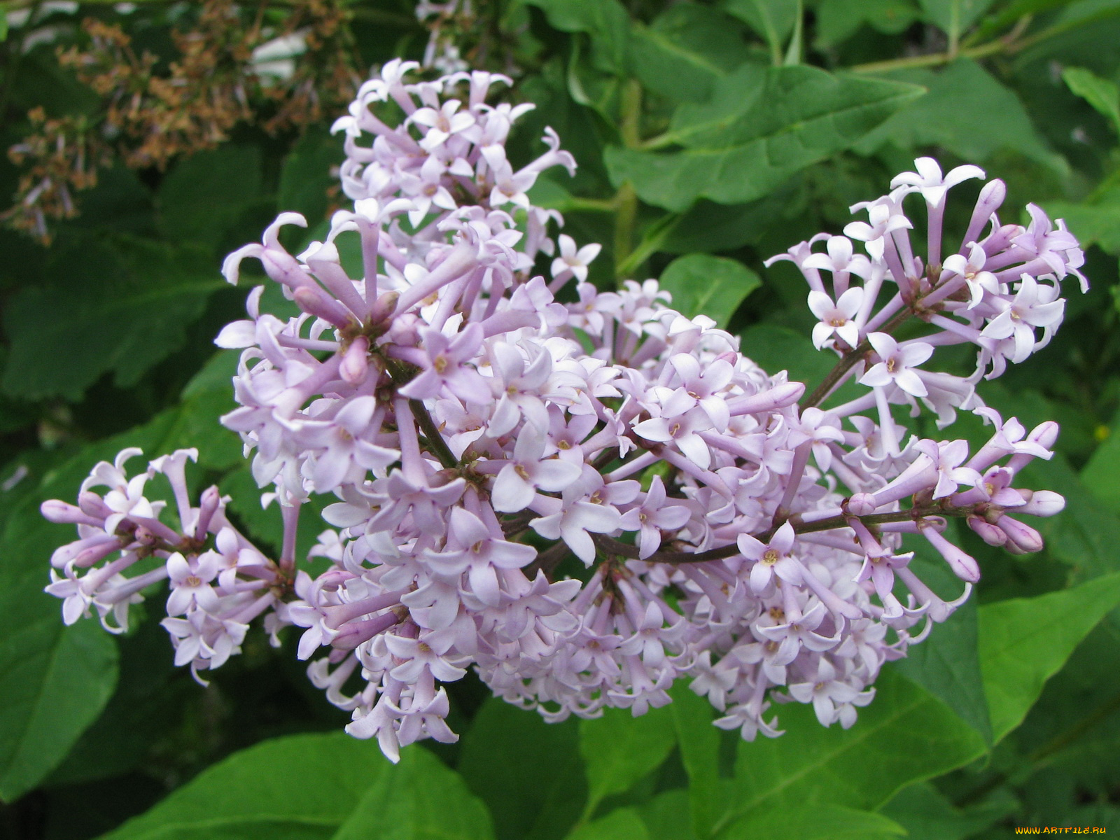 цветы, сирень