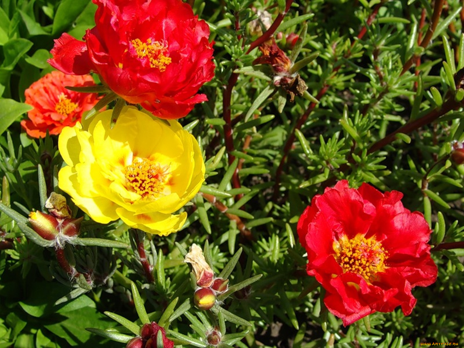 портулак, цветы, красный, желтый