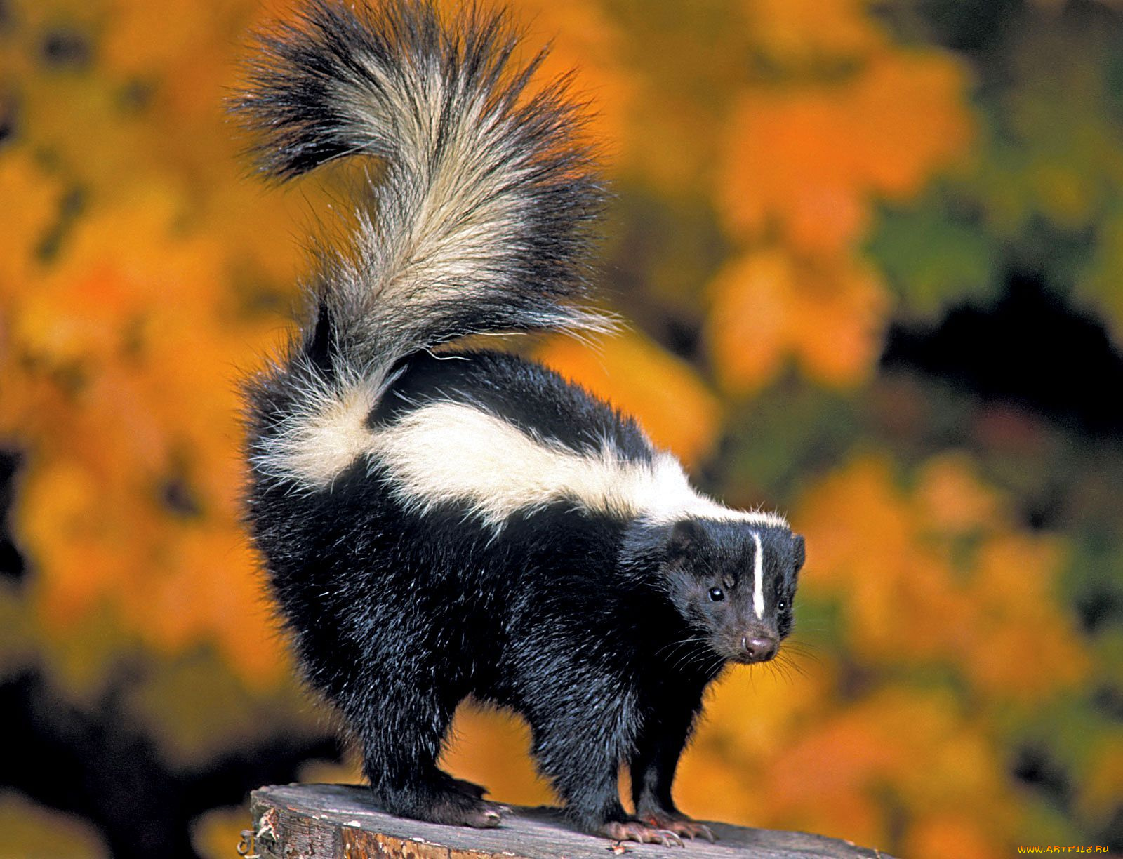 животные, скунсы, черно-белый, пушистый, хвост