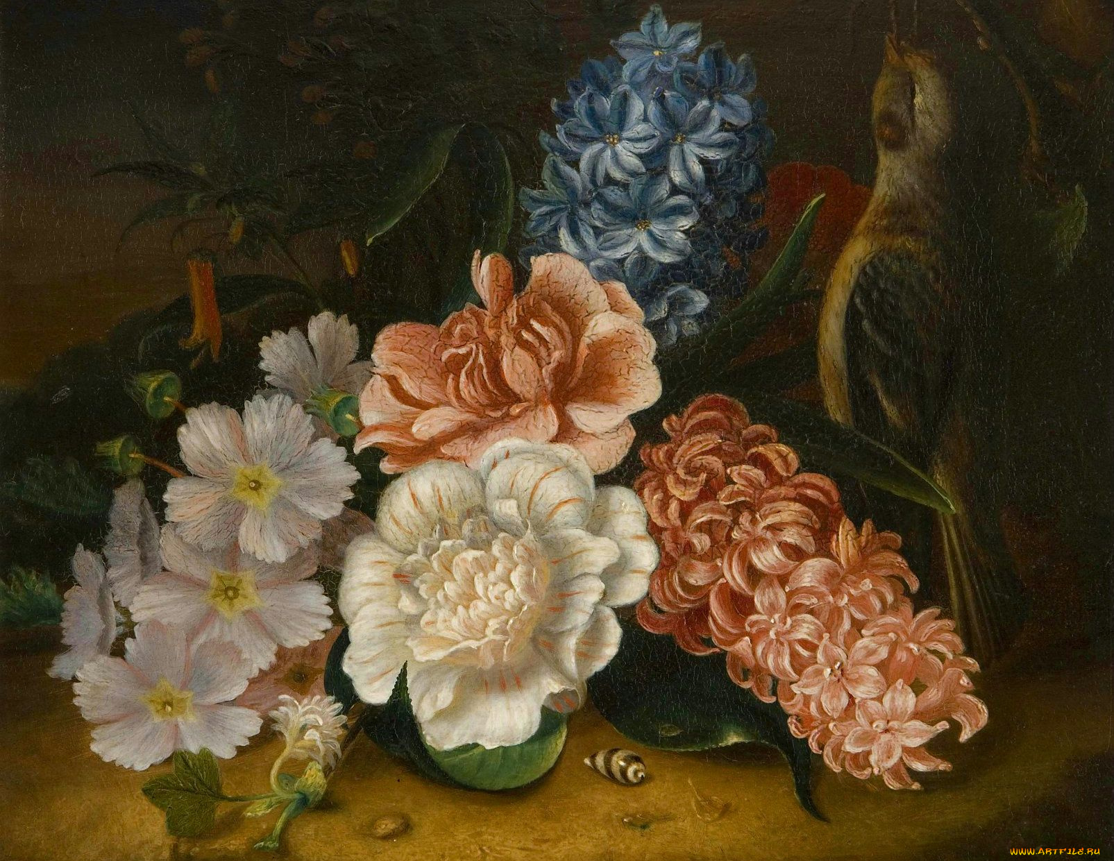 pieter, casteels, iii, рисованные, гиацинт