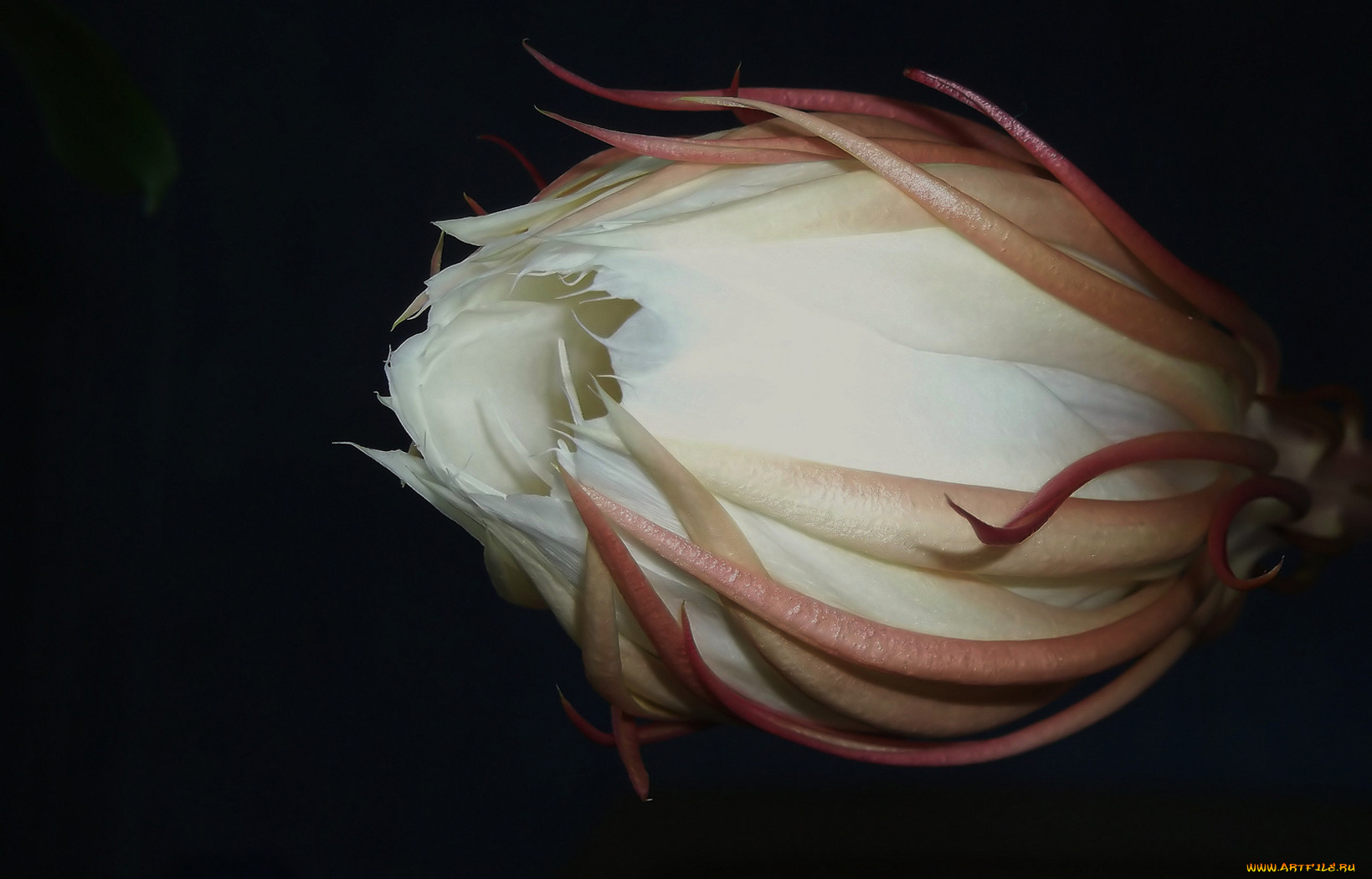 цветы, кактусы, бутон