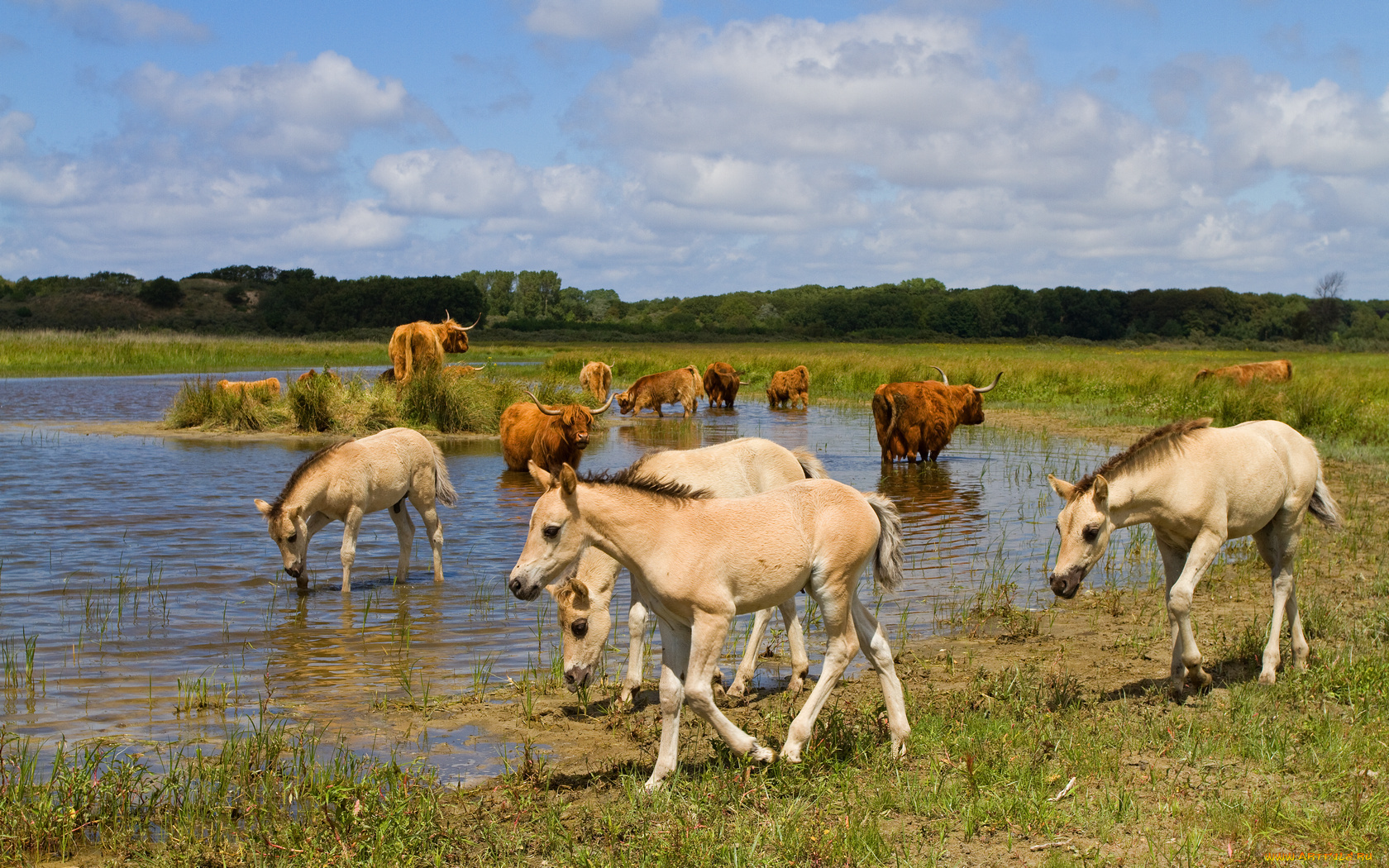животные, разные, вместе, коровы, лошадьи