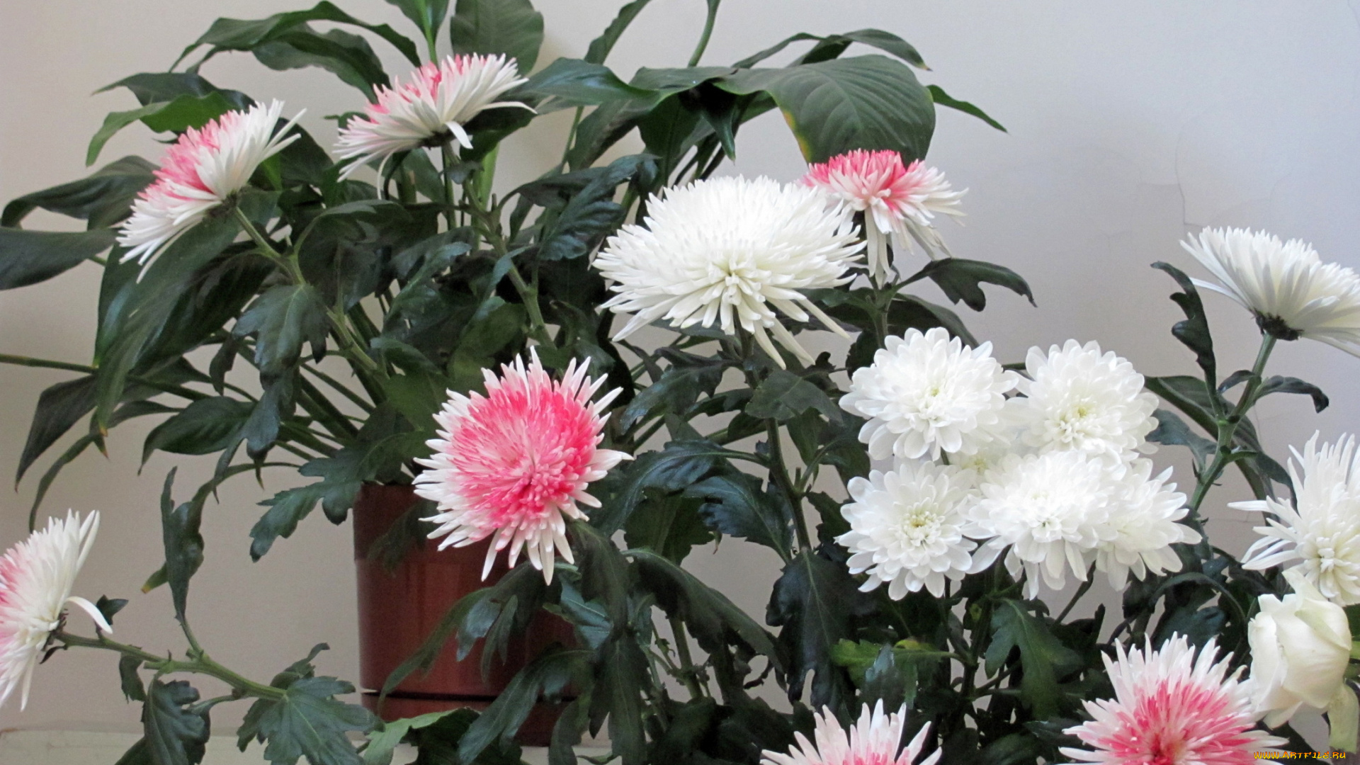 цветы, хризантемы, розовый, белый