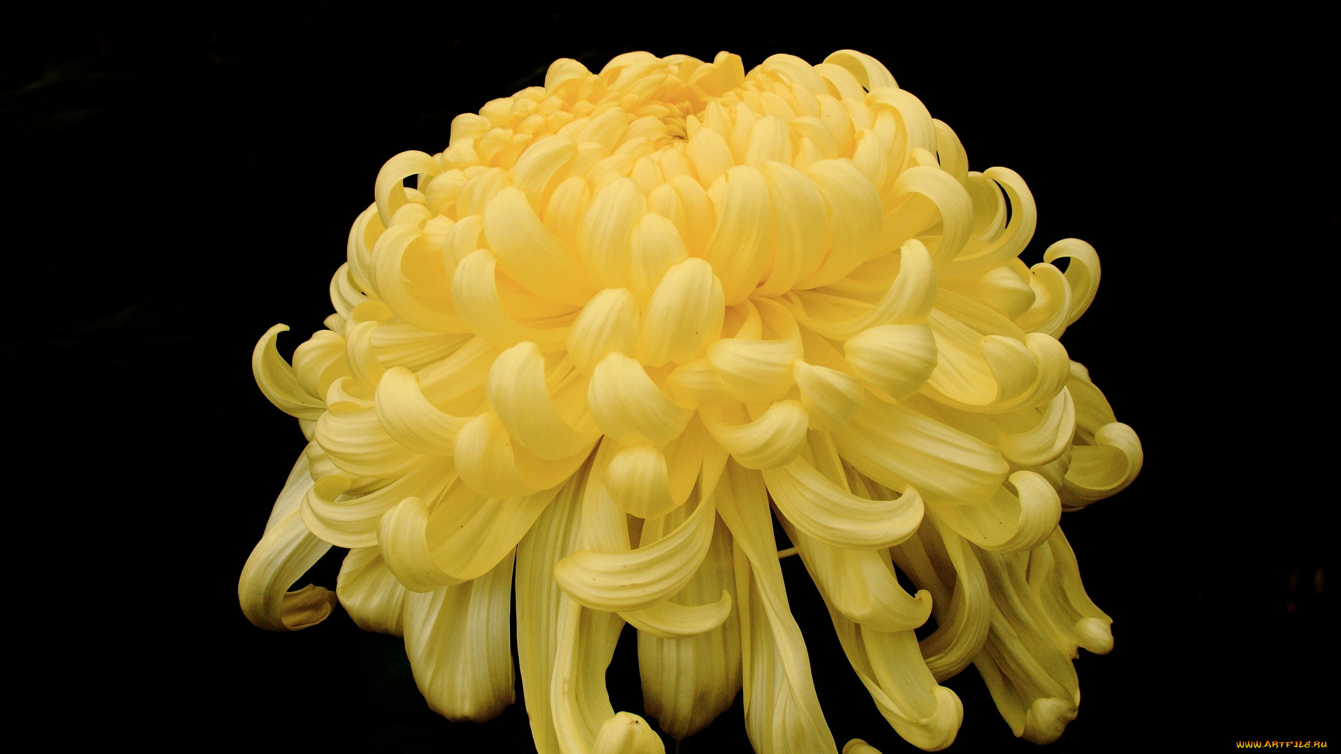 цветы, хризантемы, желтый