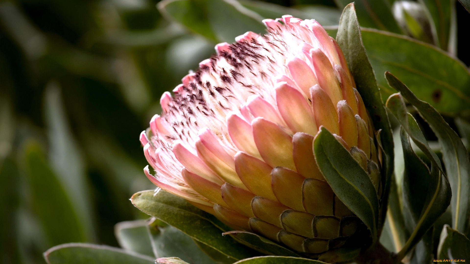 цветы, протея, розовый, экзотика