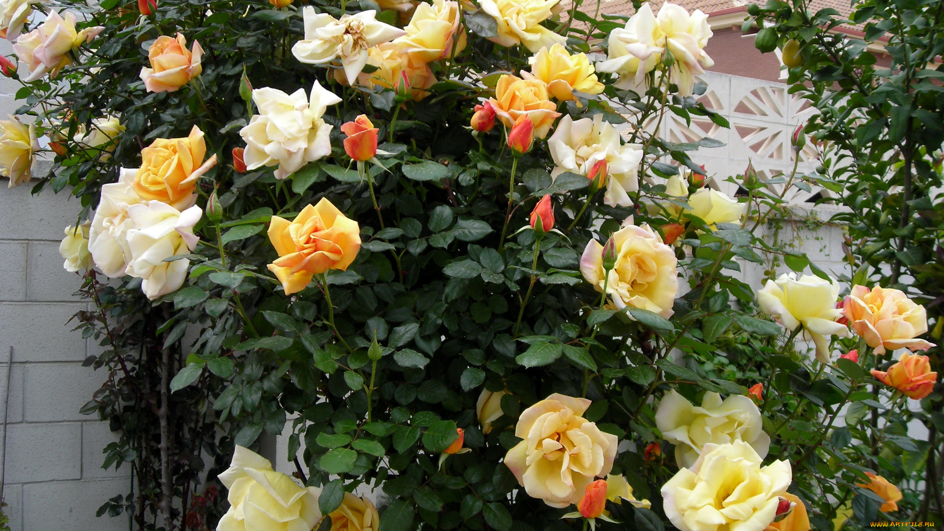 цветы, розы, куст, бутоны, много