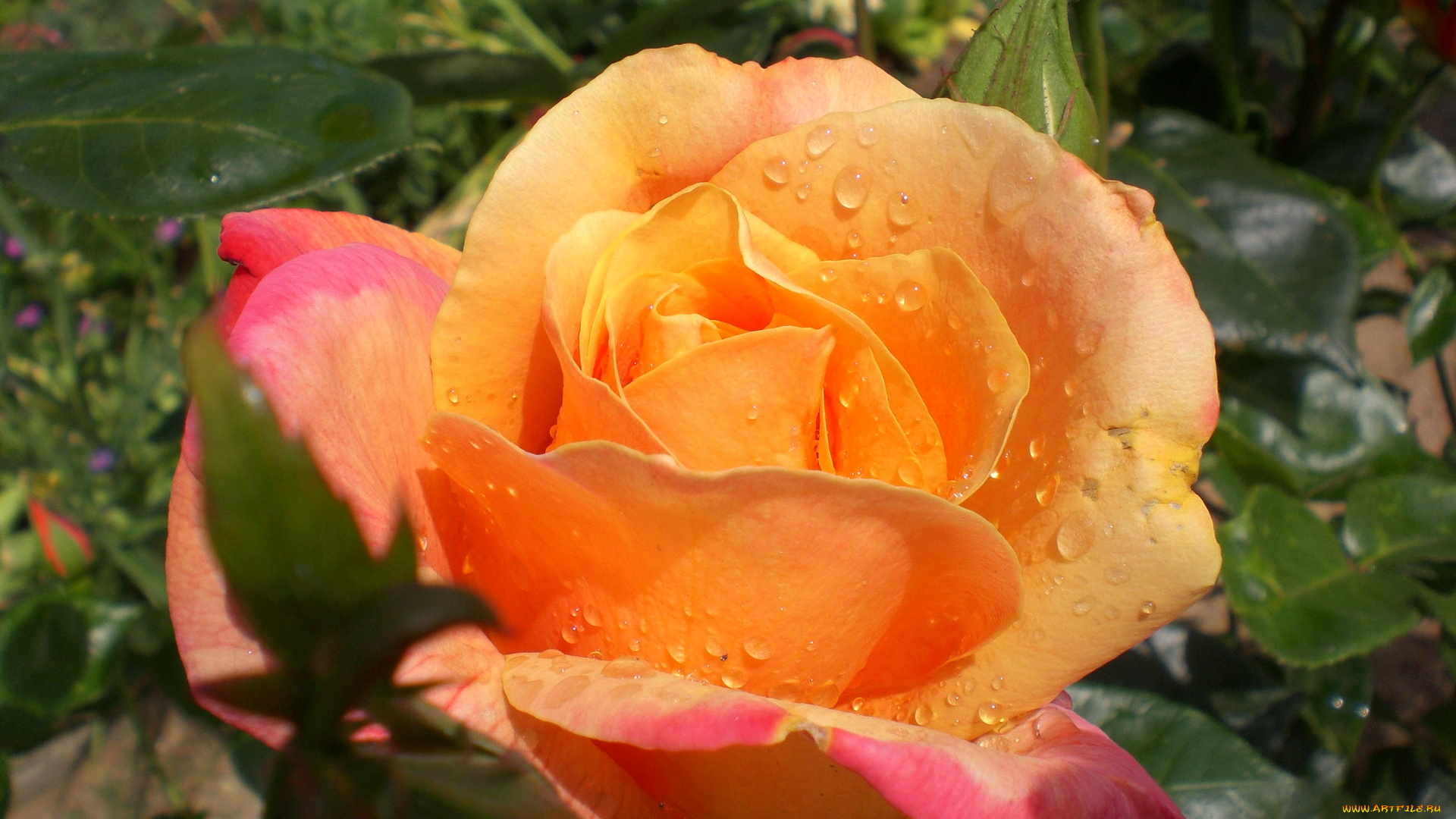 цветы, розы, роза, капли