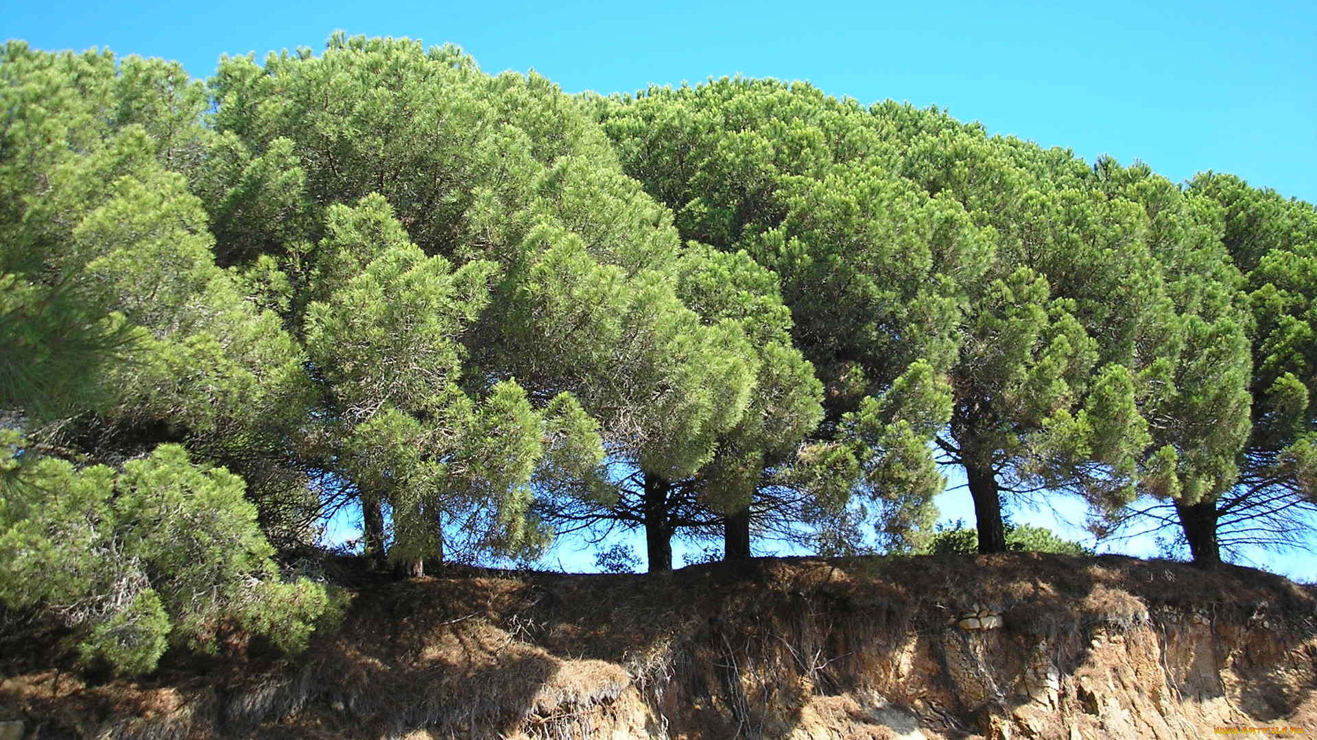 пинии, природа, деревья, обрыв