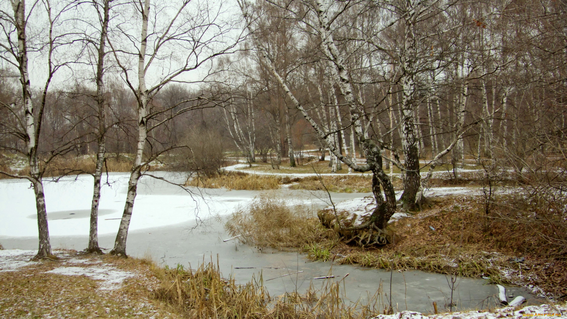 природа, деревья, осень, берёзы