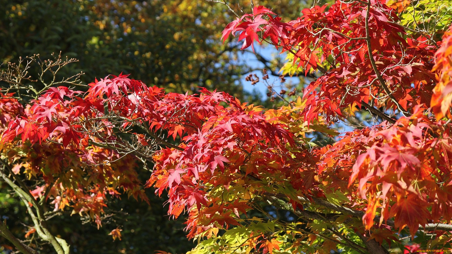 природа, листья, осень, дерево