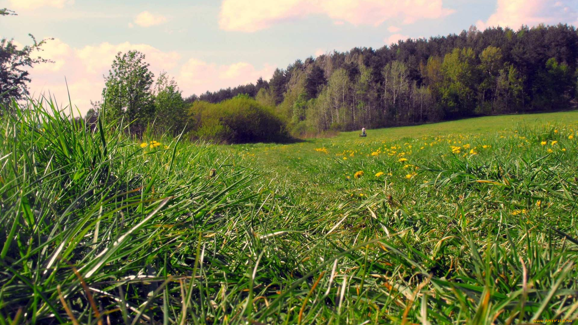 природа, луга, зелень, луг, лето
