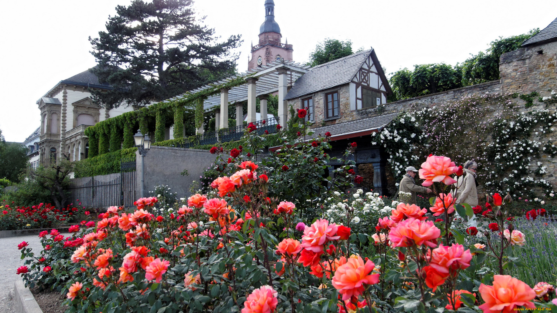 природа, парк, розарий