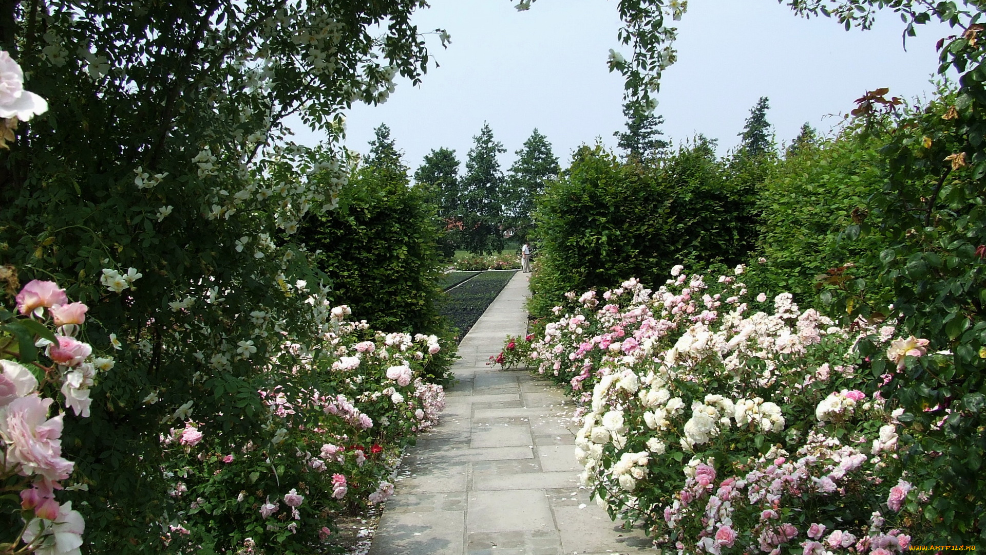 природа, парк, розы, дорожка, кусты