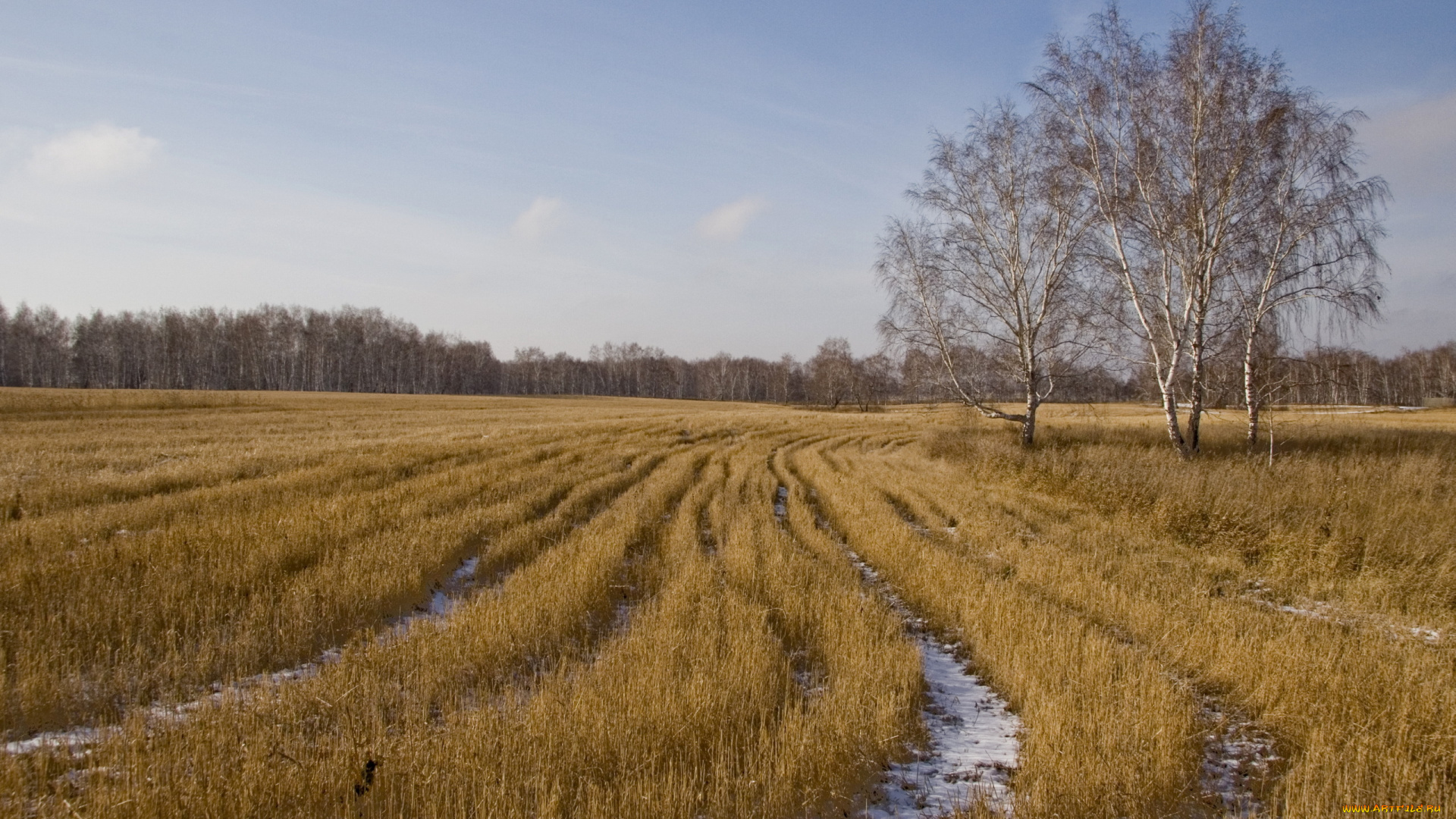 природа, поля, берёзы, поле, осень