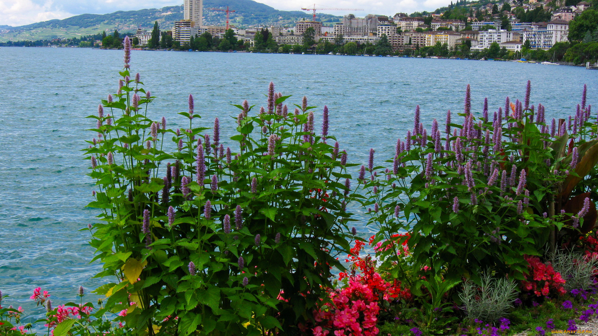 природа, реки, озера, здания, цветы, озеро
