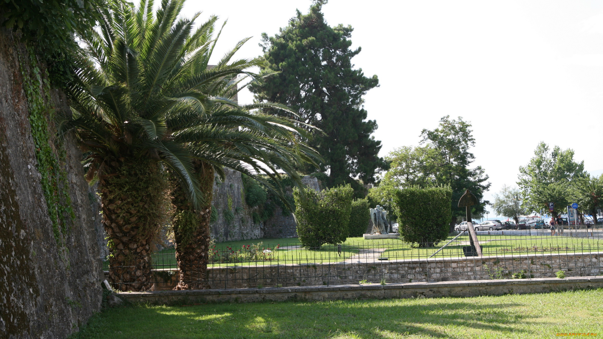 природа, тропики, пальмы