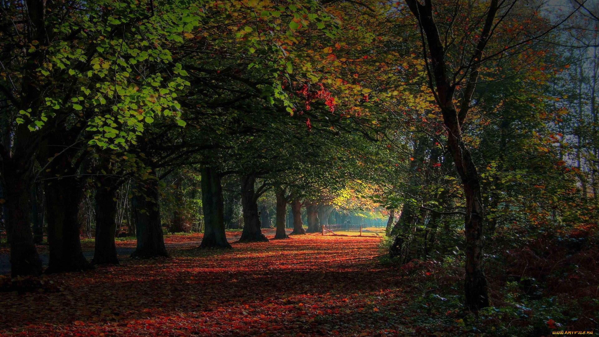 wonderland, природа, дороги, дорога, лес