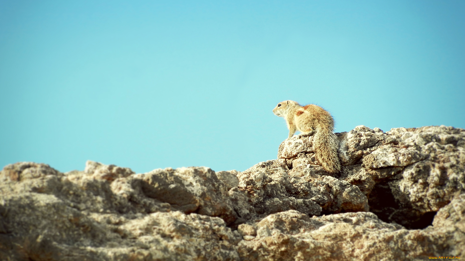 животные, белки, белка
