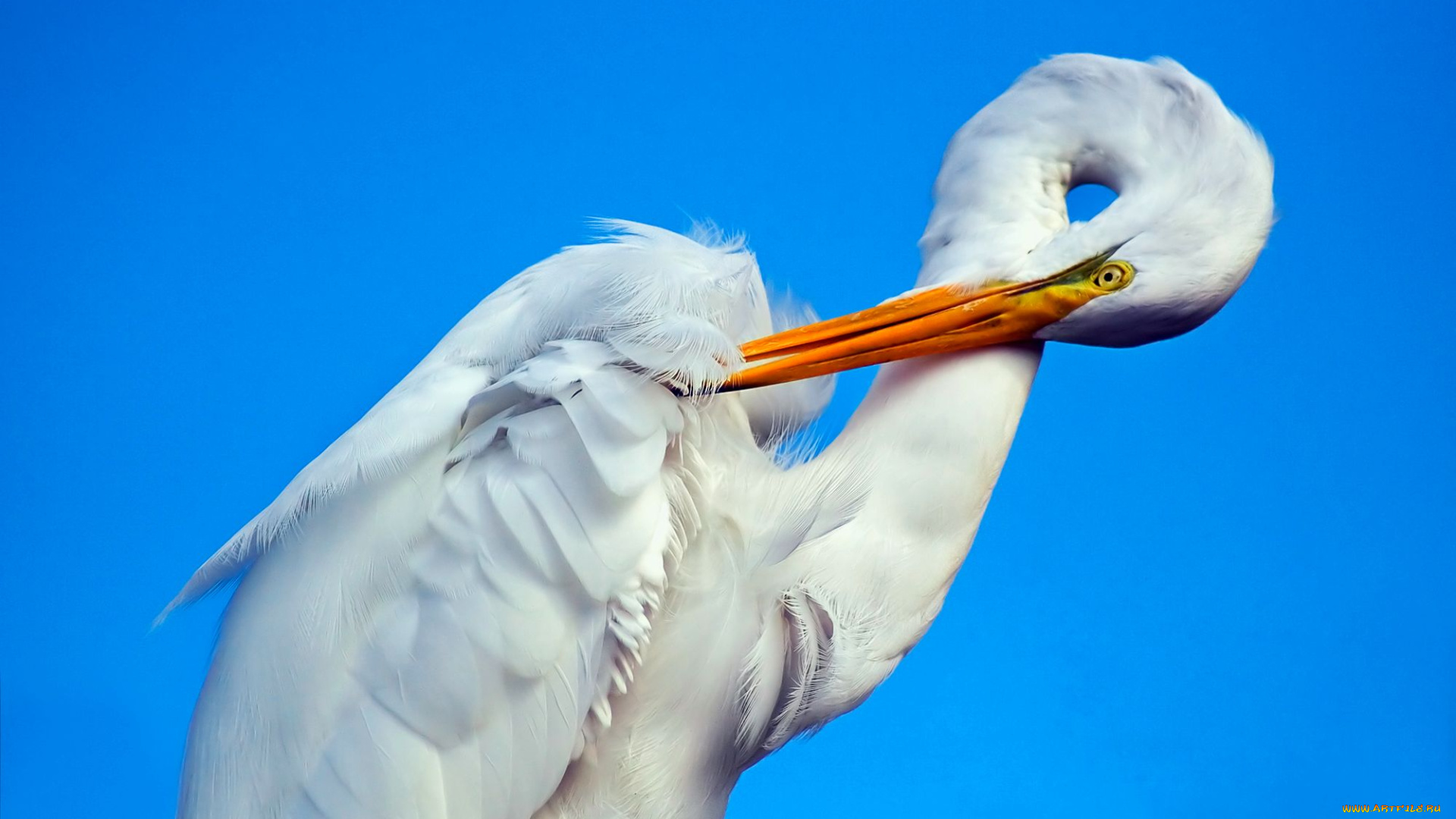 животные, цапли, белый, шея, клюв