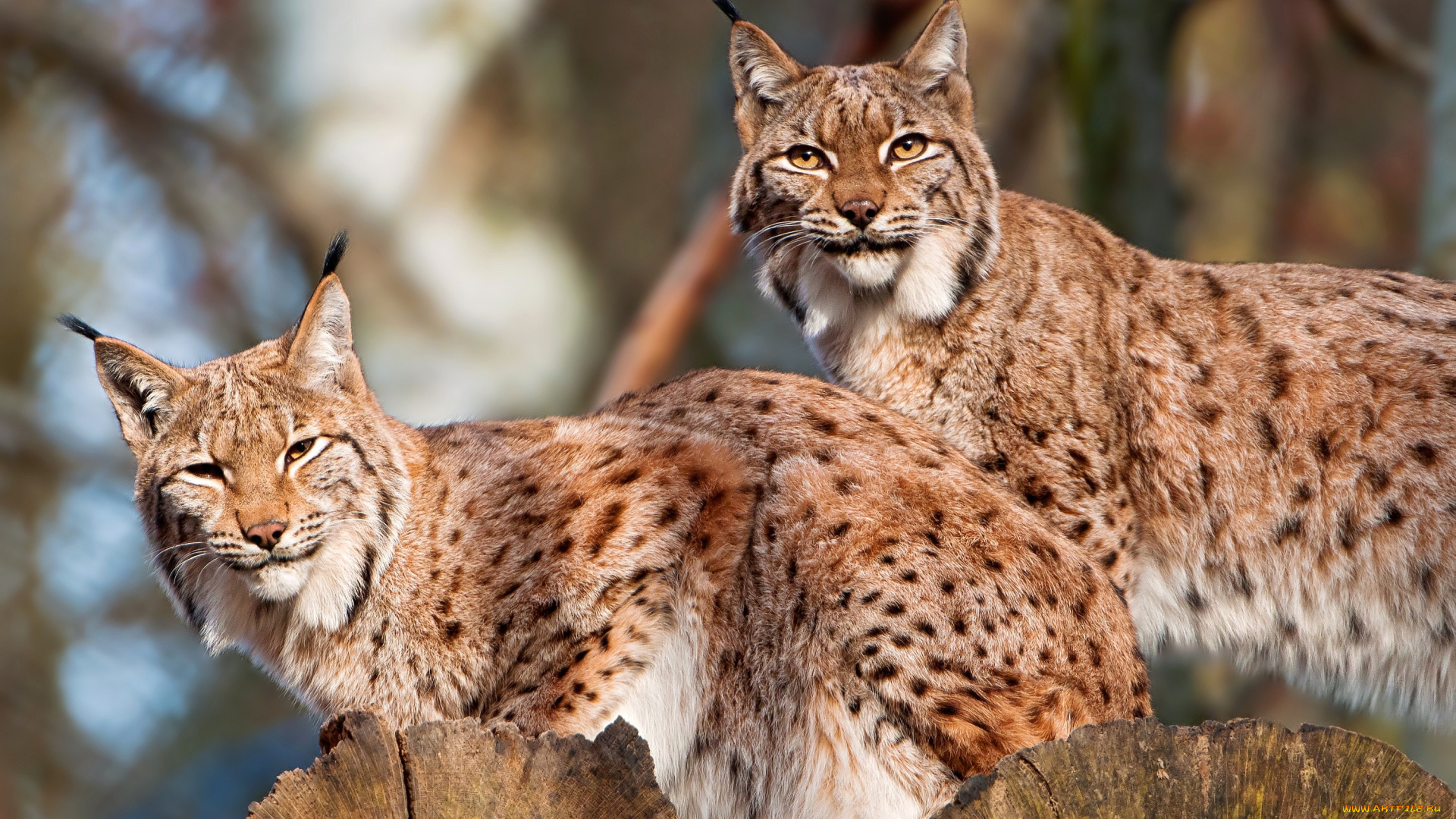 животные, рыси, пара, хищник, пятнистый