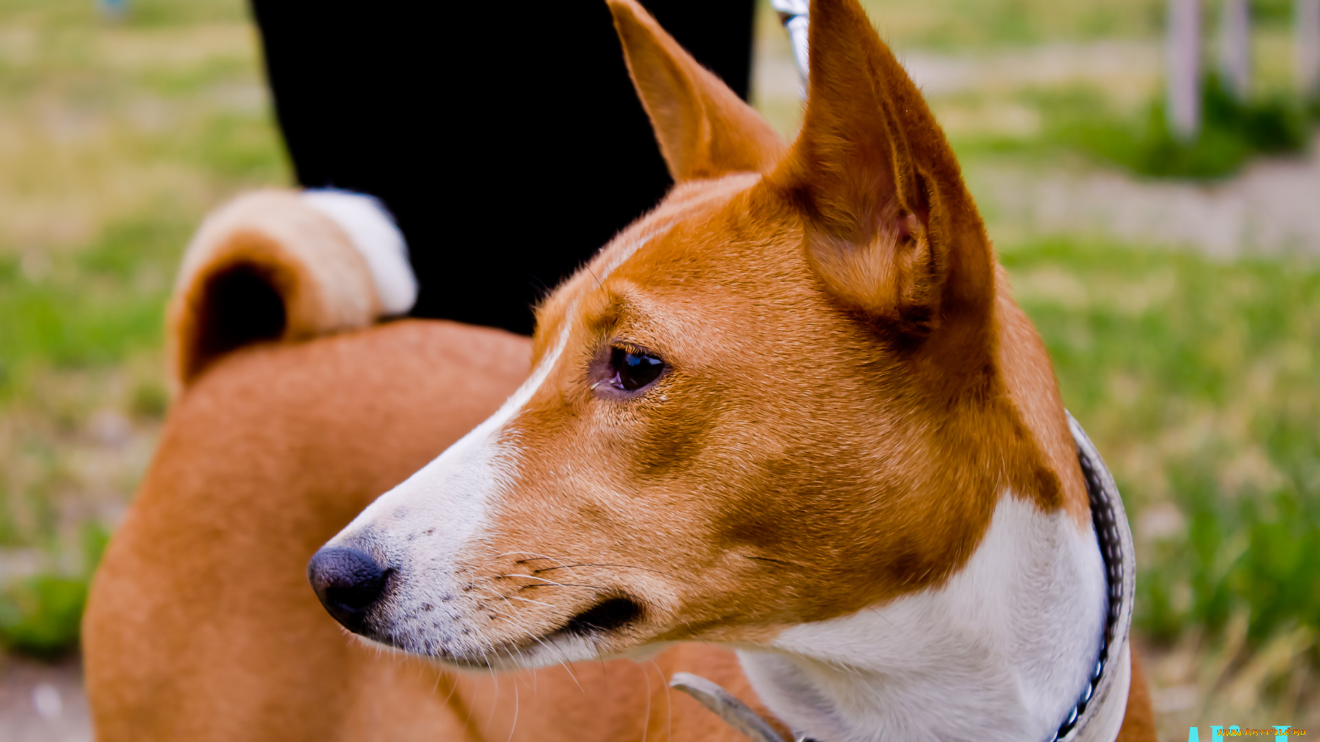 животные, собаки, басенджи