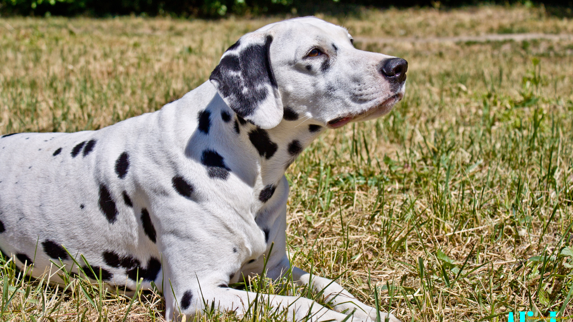животные, собаки, далматин