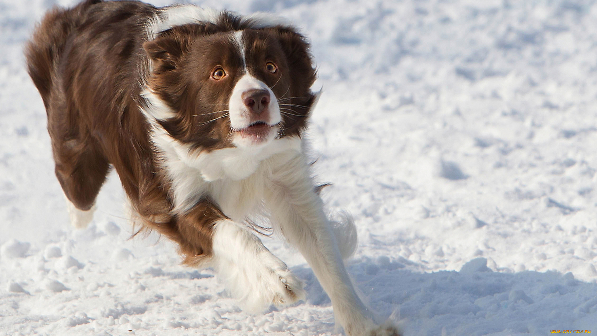 животные, собаки, зима, собака, фризби