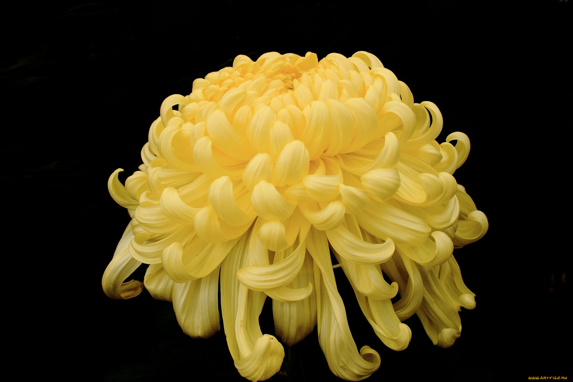 цветы, хризантемы, желтый