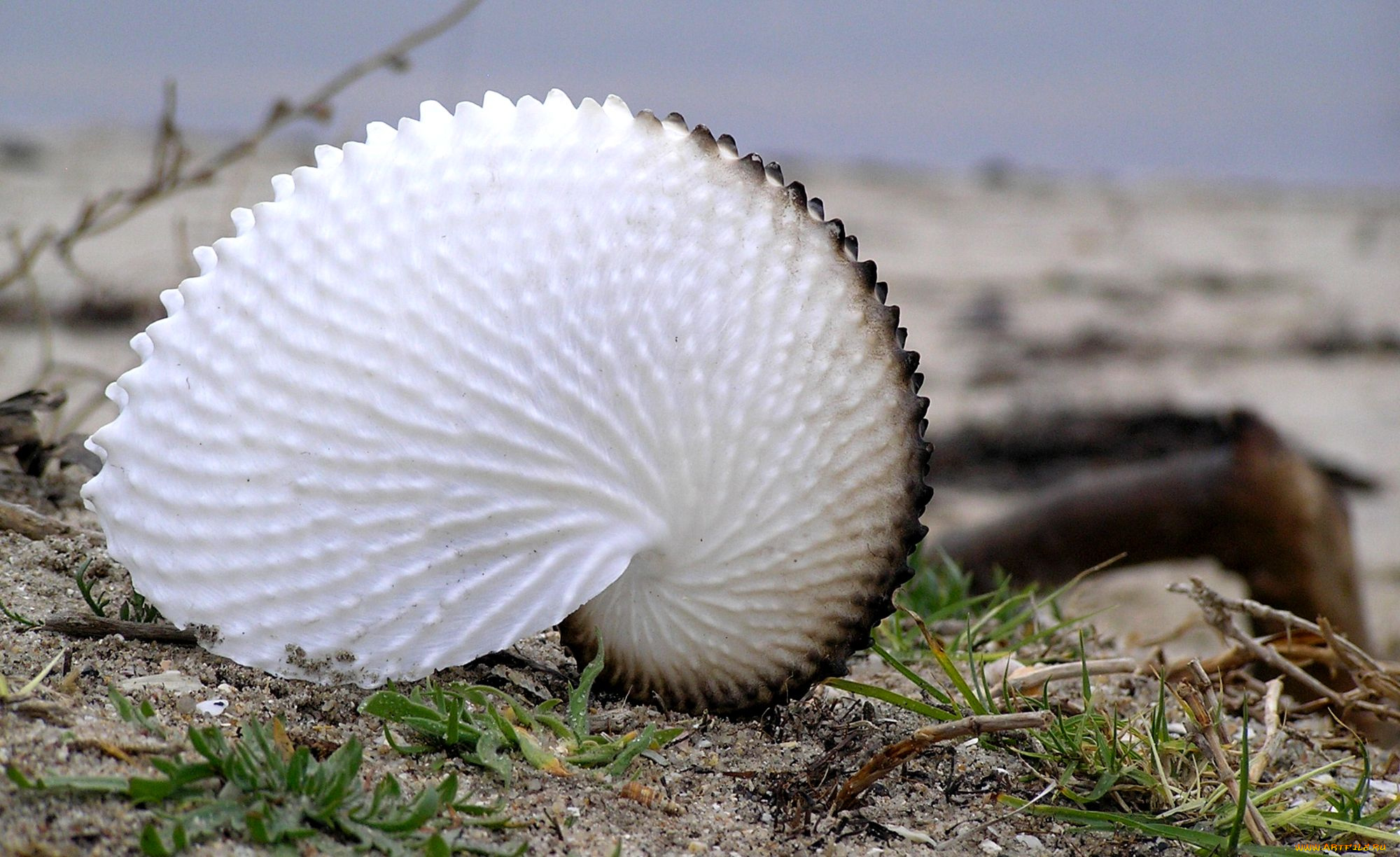 разное, ракушки, кораллы, декоративные, spa, камни, ракушка