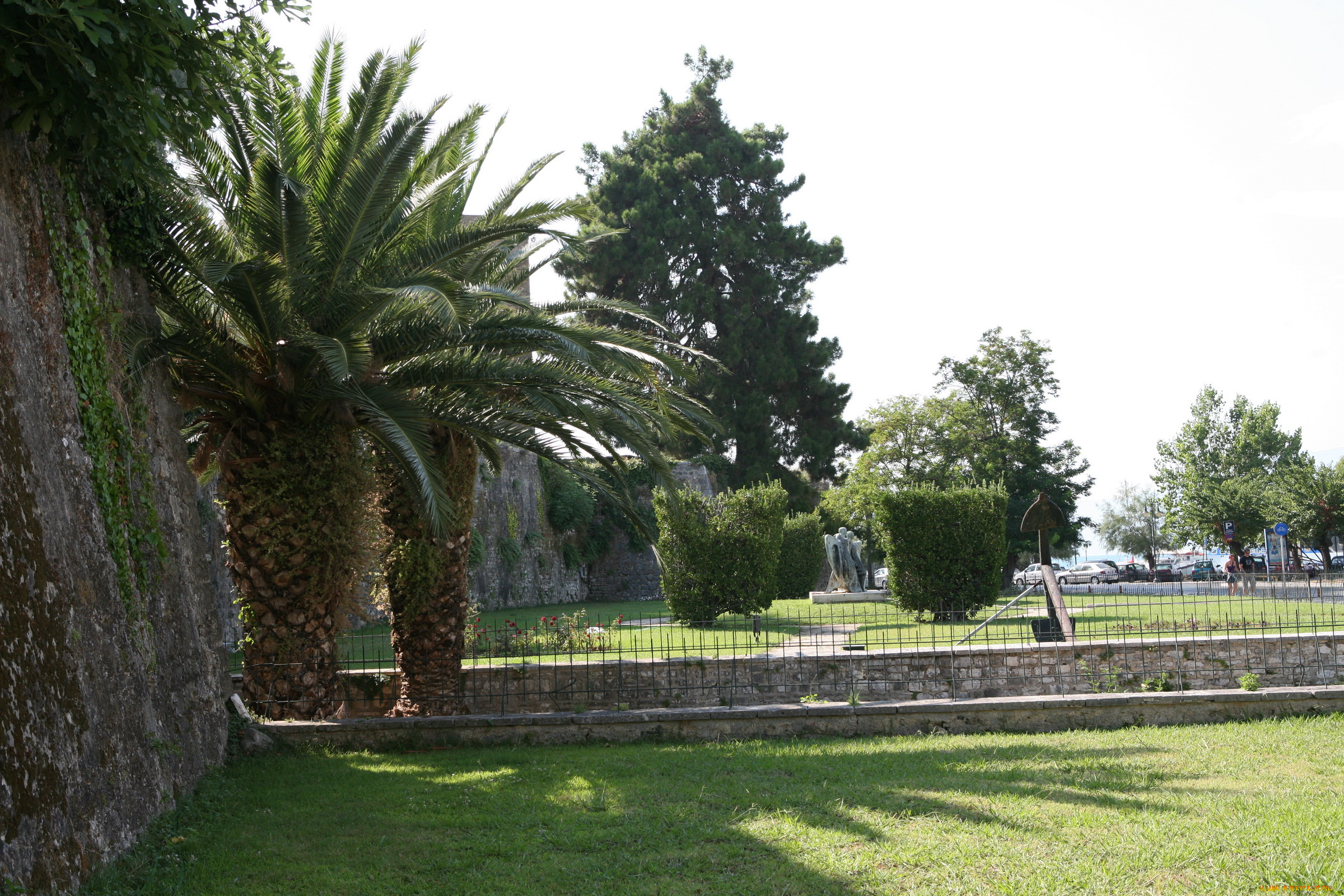 природа, тропики, пальмы