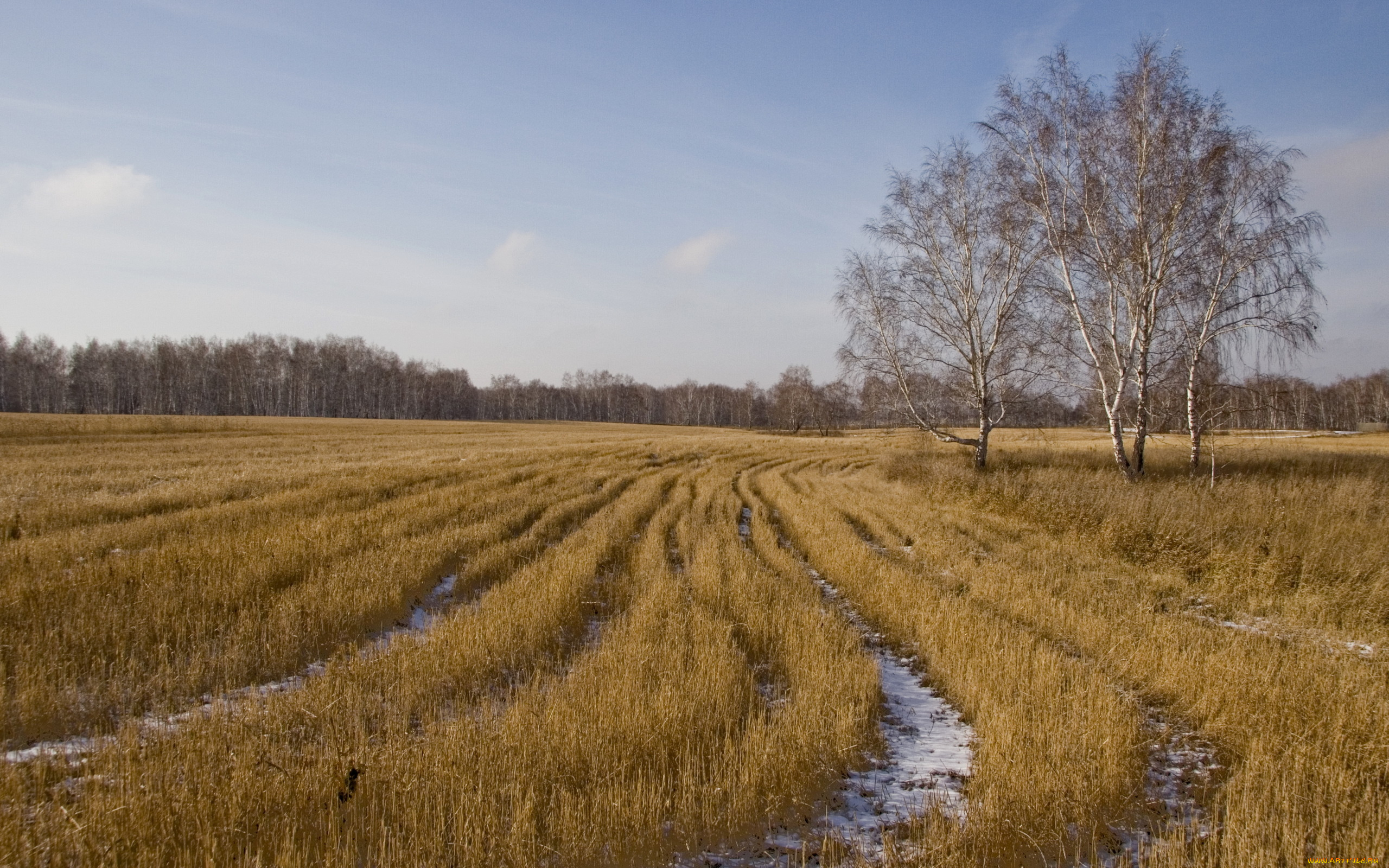 природа, поля, берёзы, поле, осень