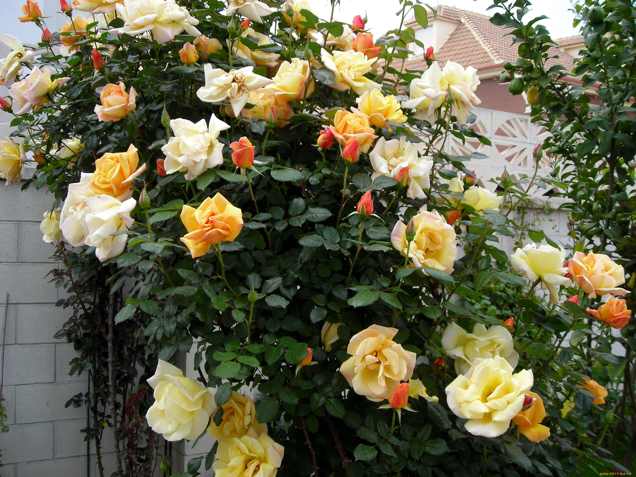 цветы, розы, куст, бутоны, много