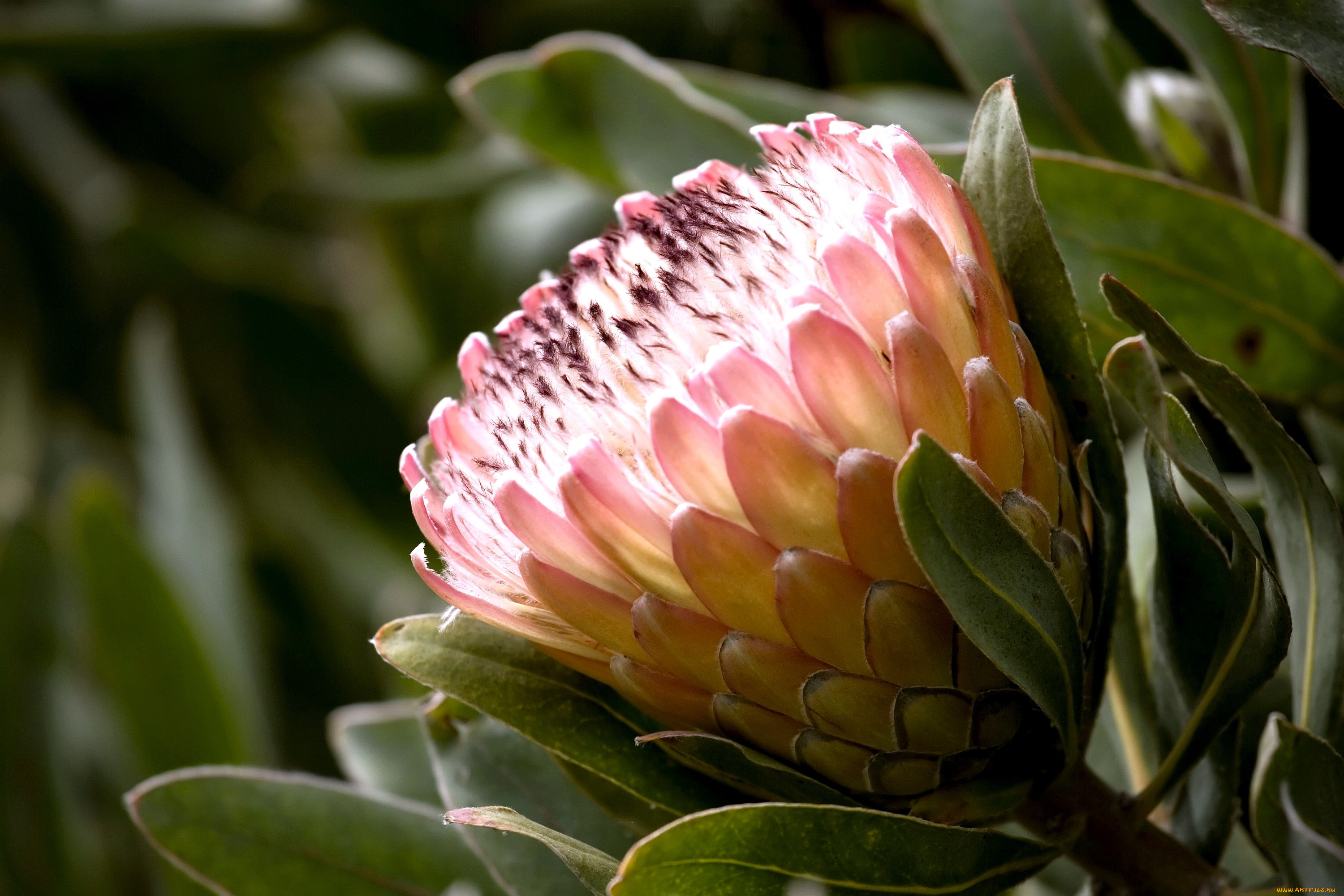 цветы, протея, розовый, экзотика