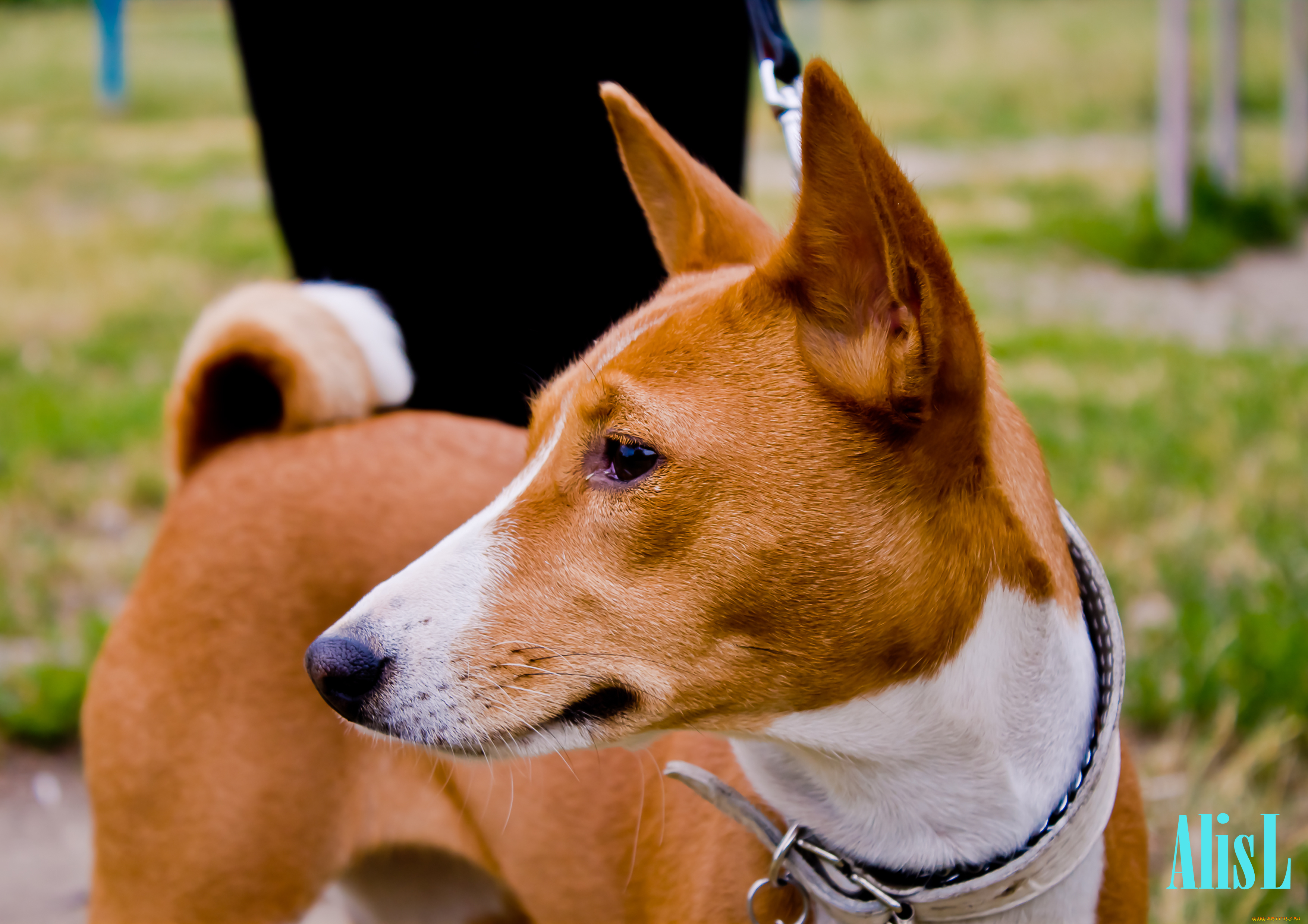 животные, собаки, басенджи