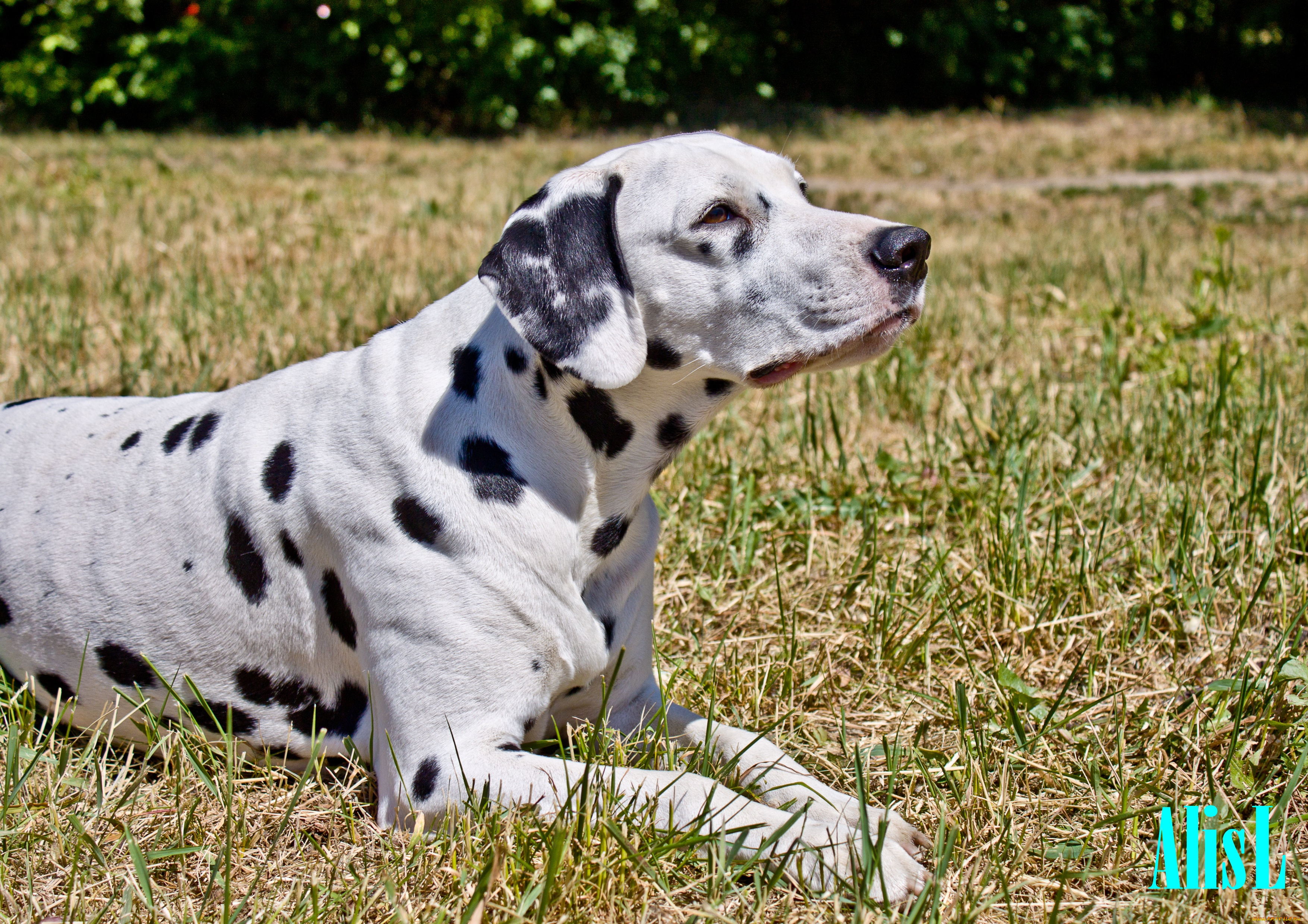 животные, собаки, далматин