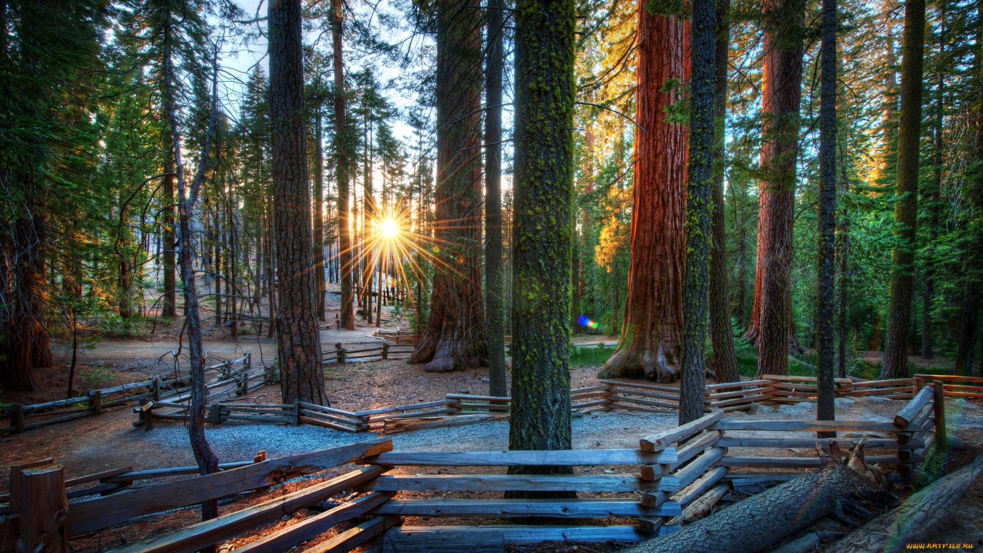 природа, восходы, закаты, лес, солнце