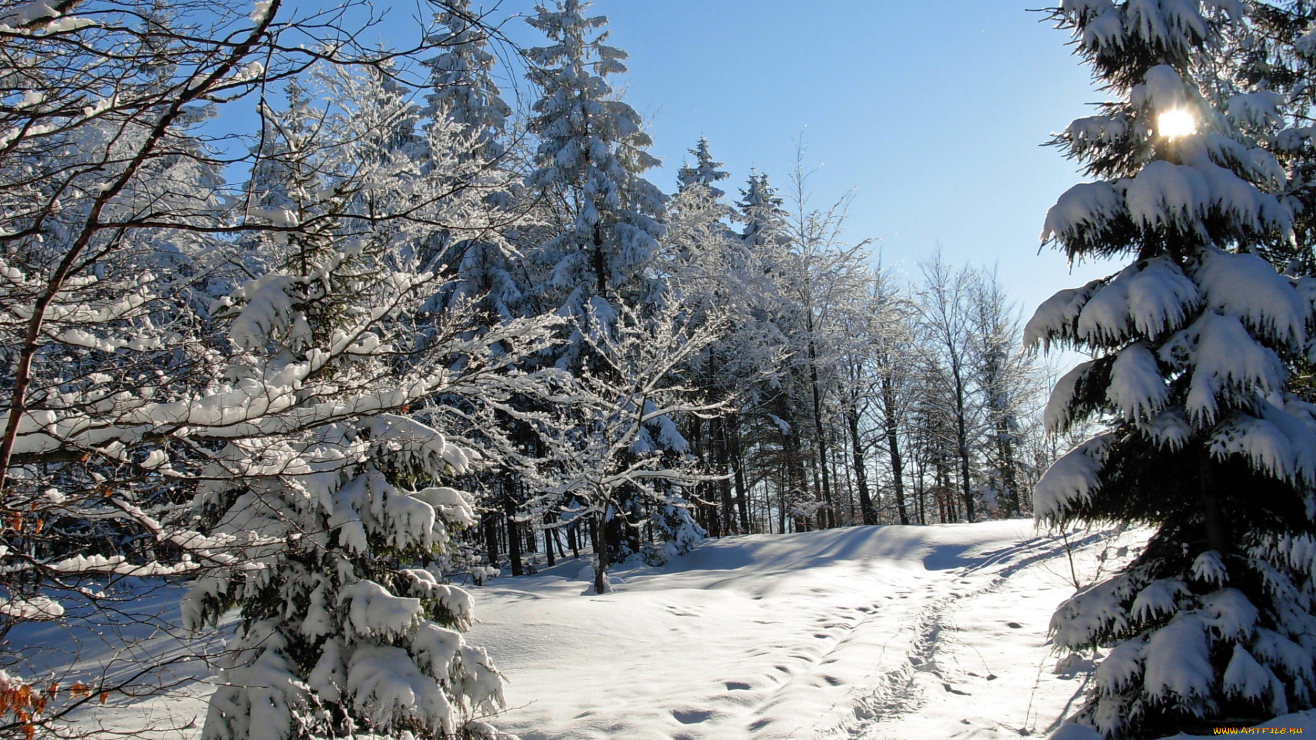 природа, зима, лес, снег