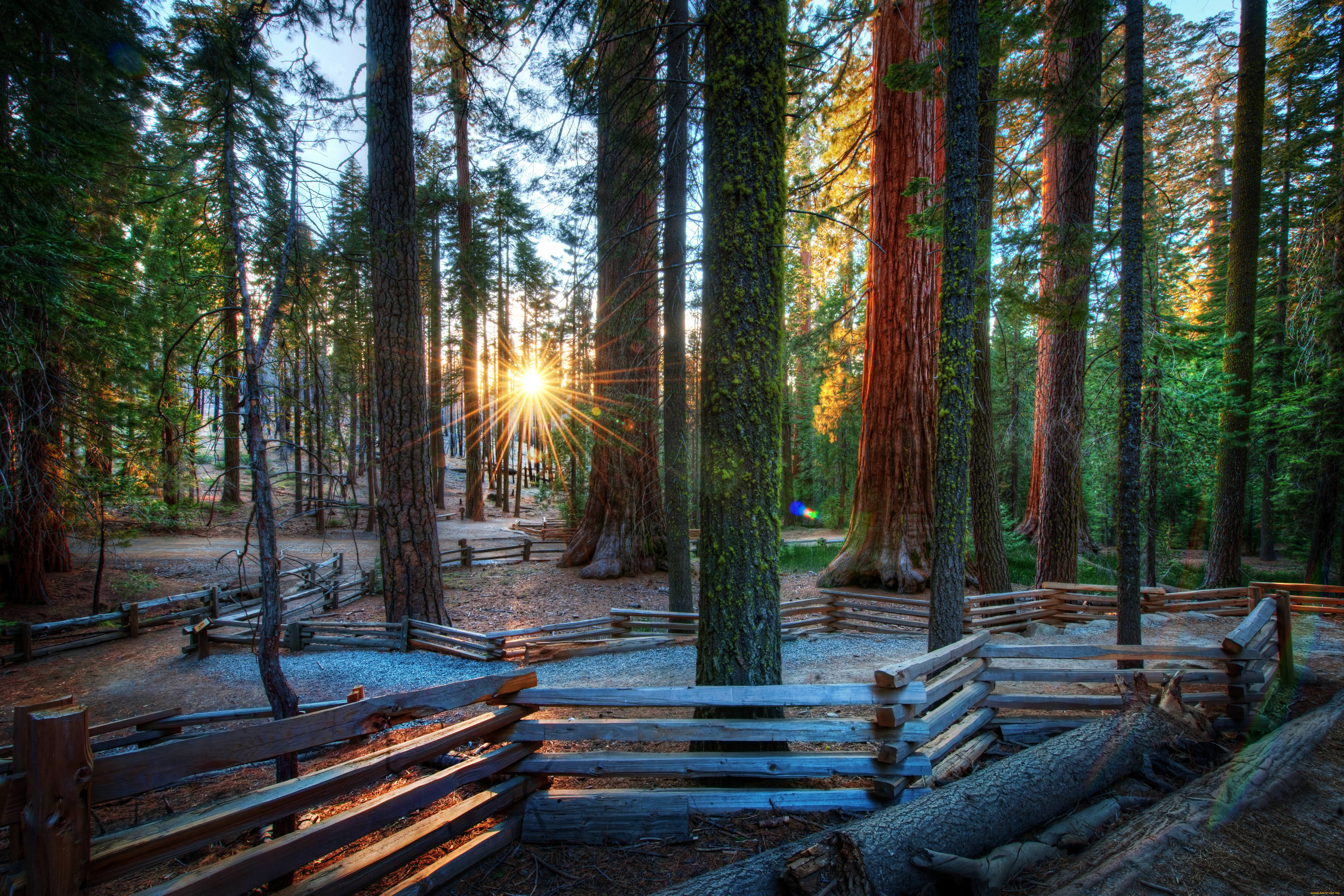 природа, восходы, закаты, лес, солнце