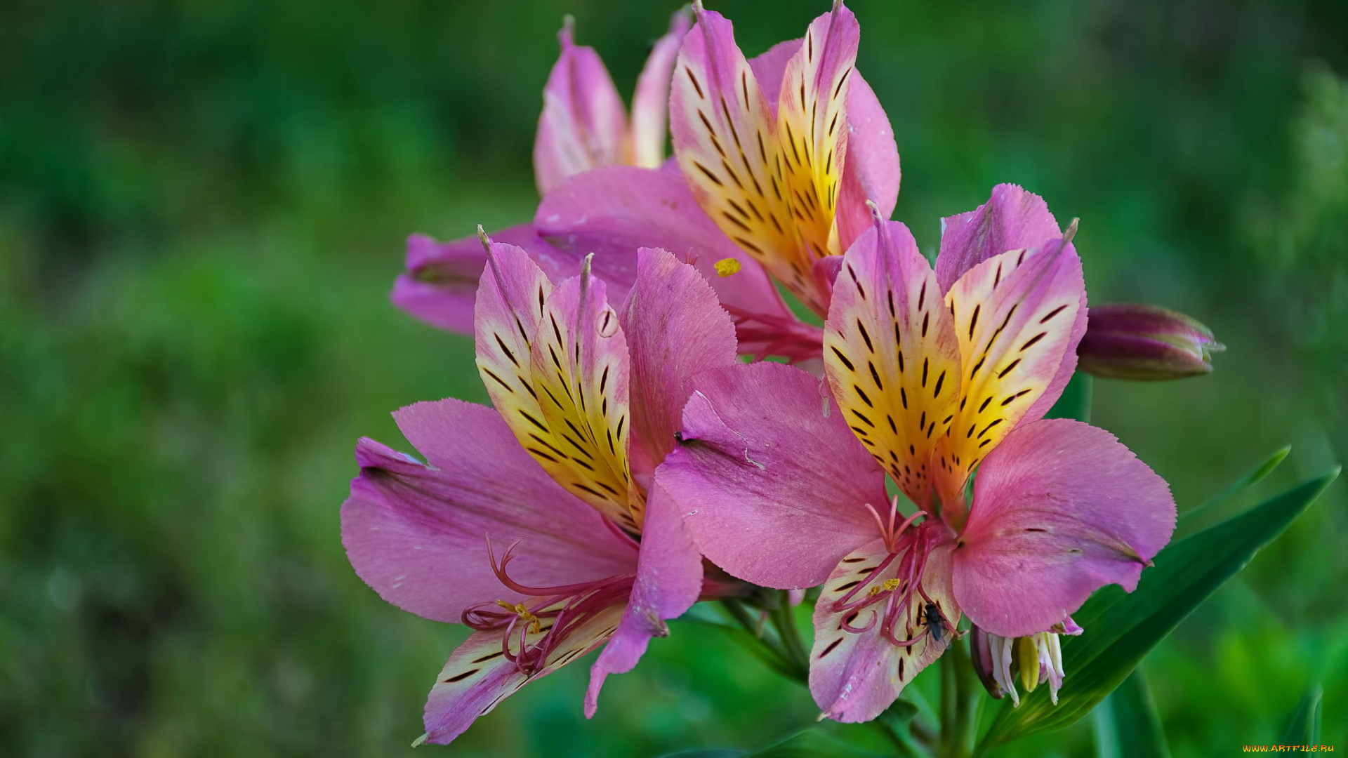 цветы, альстромерия, розовый