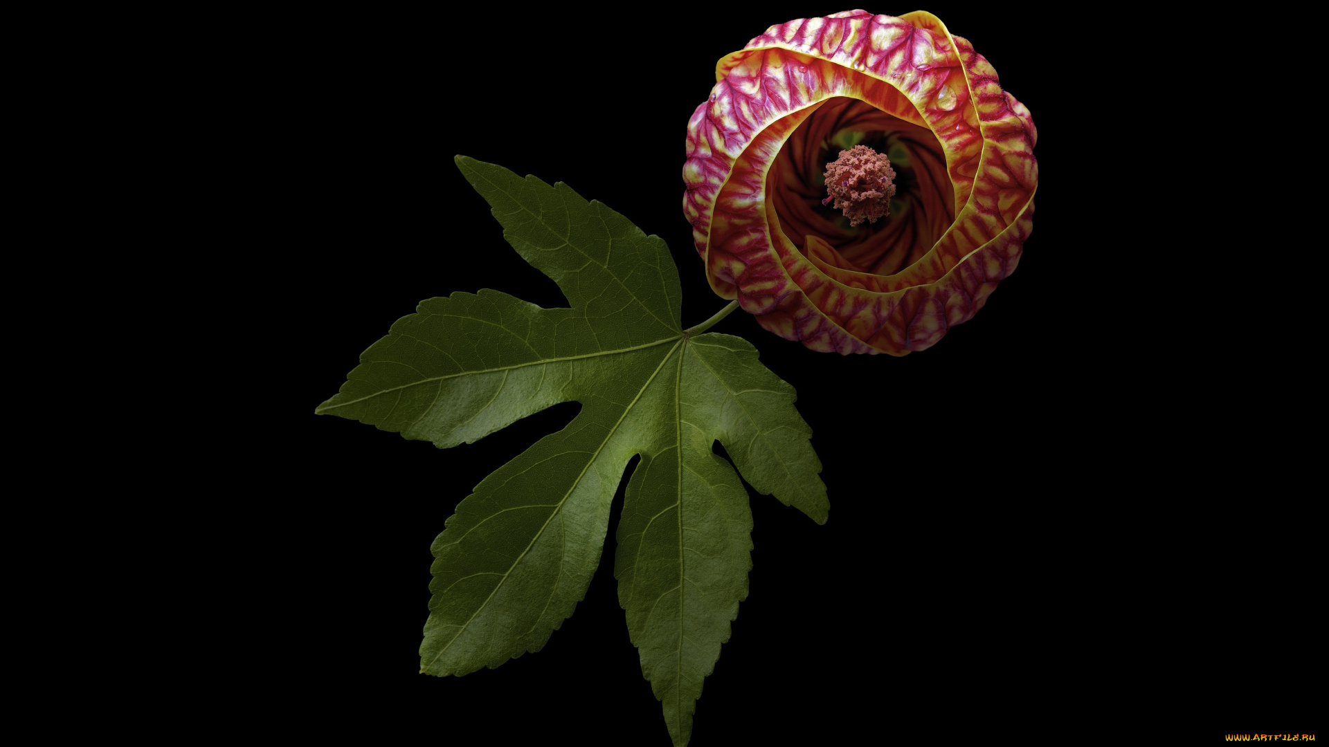 цветы, бадан, макро, лист, цветок, чёрный, фон