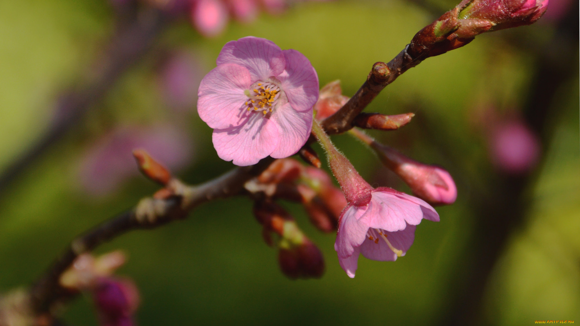 цветы, цветущие, деревья, , , кустарники, ветка, макро, розовые