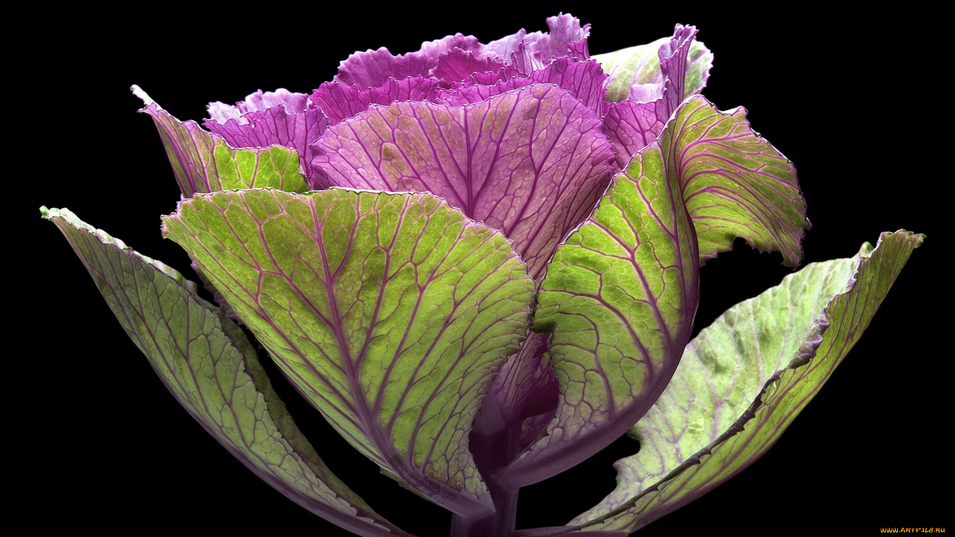 цветы, декоративная, капуста, макро, фон, чёрный, декоративная, капуста